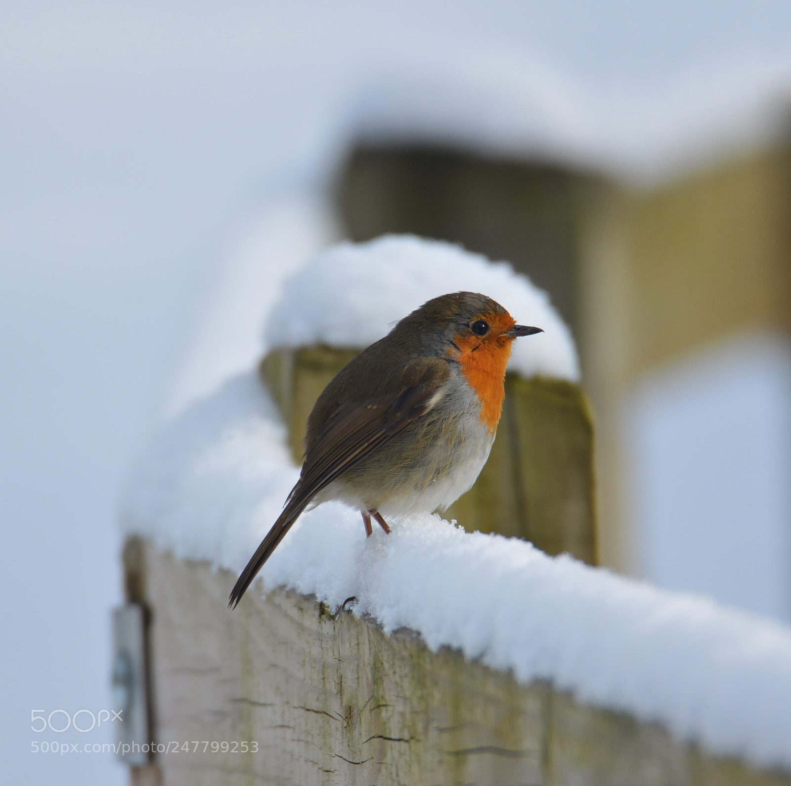 Nikon D3200 sample photo. Robin in the snow photography