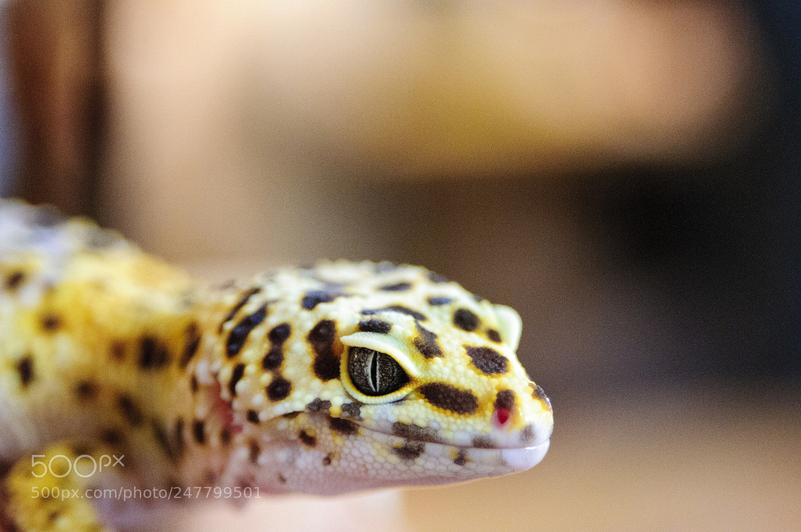 Nikon D300S sample photo. Lg photography