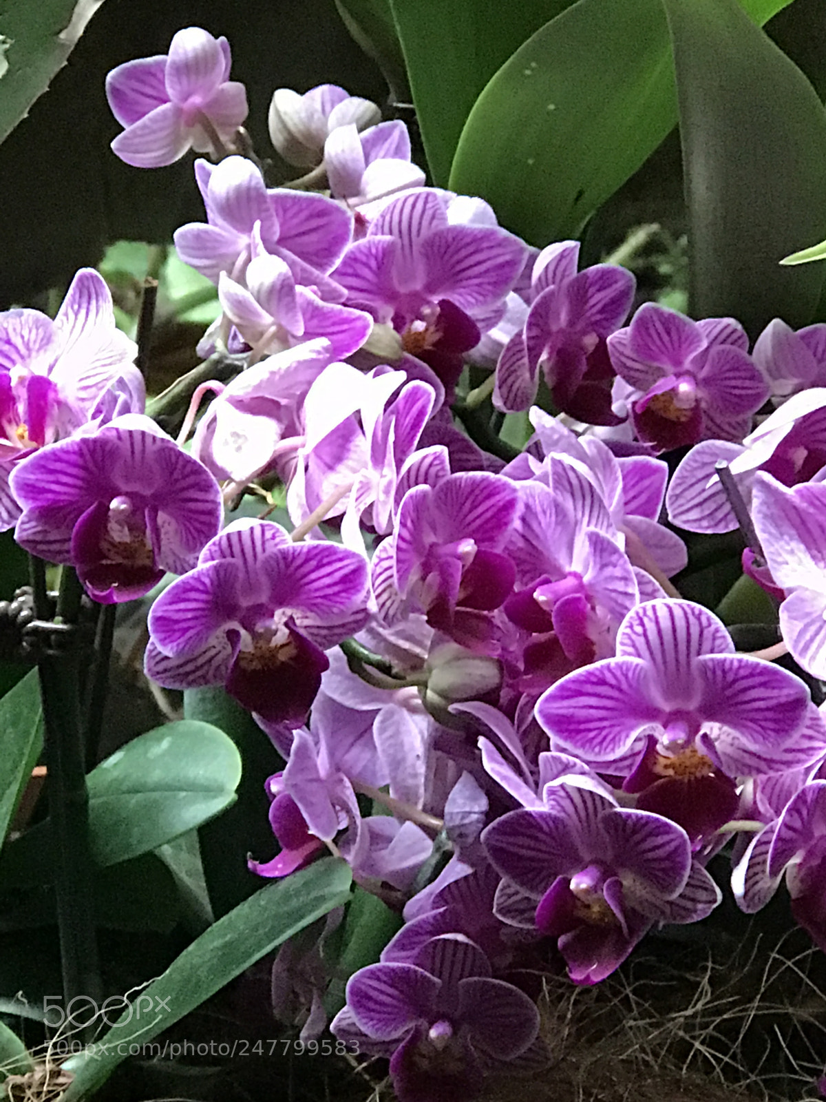 Apple iPhone 7 Plus sample photo. Flowers at gardens by photography