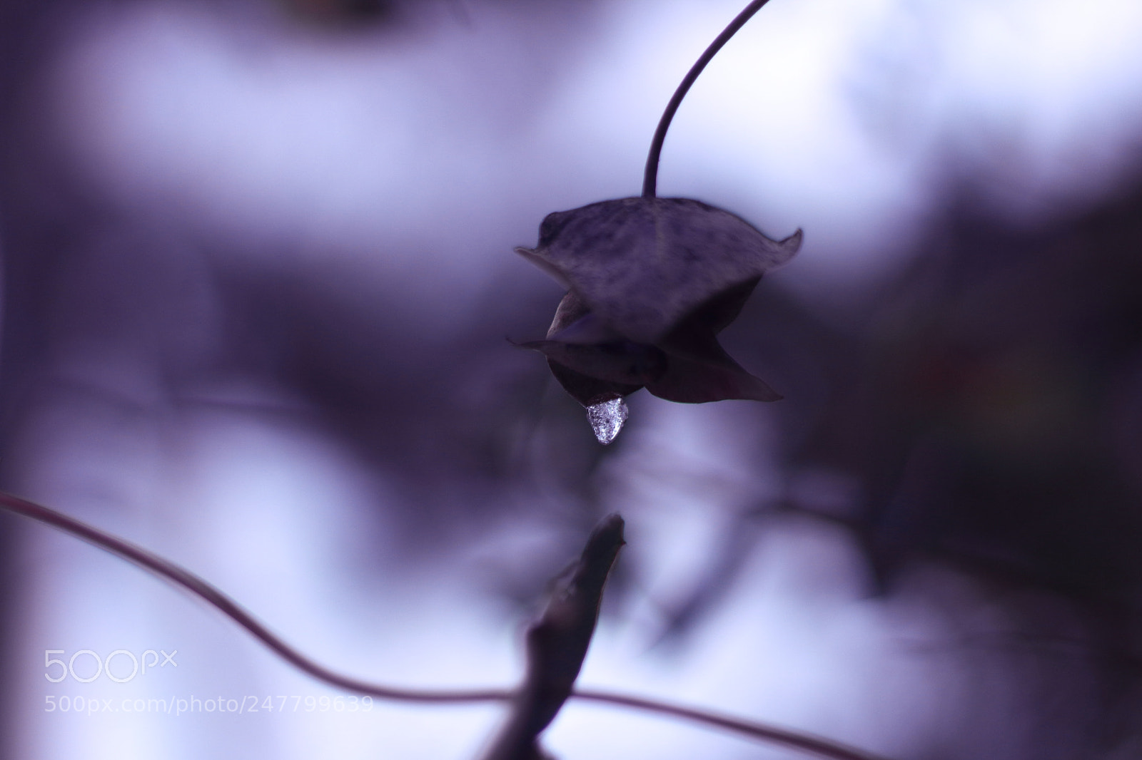 Canon EOS 1300D (EOS Rebel T6 / EOS Kiss X80) + Canon EF 50mm F1.8 STM sample photo. Ice tear photography