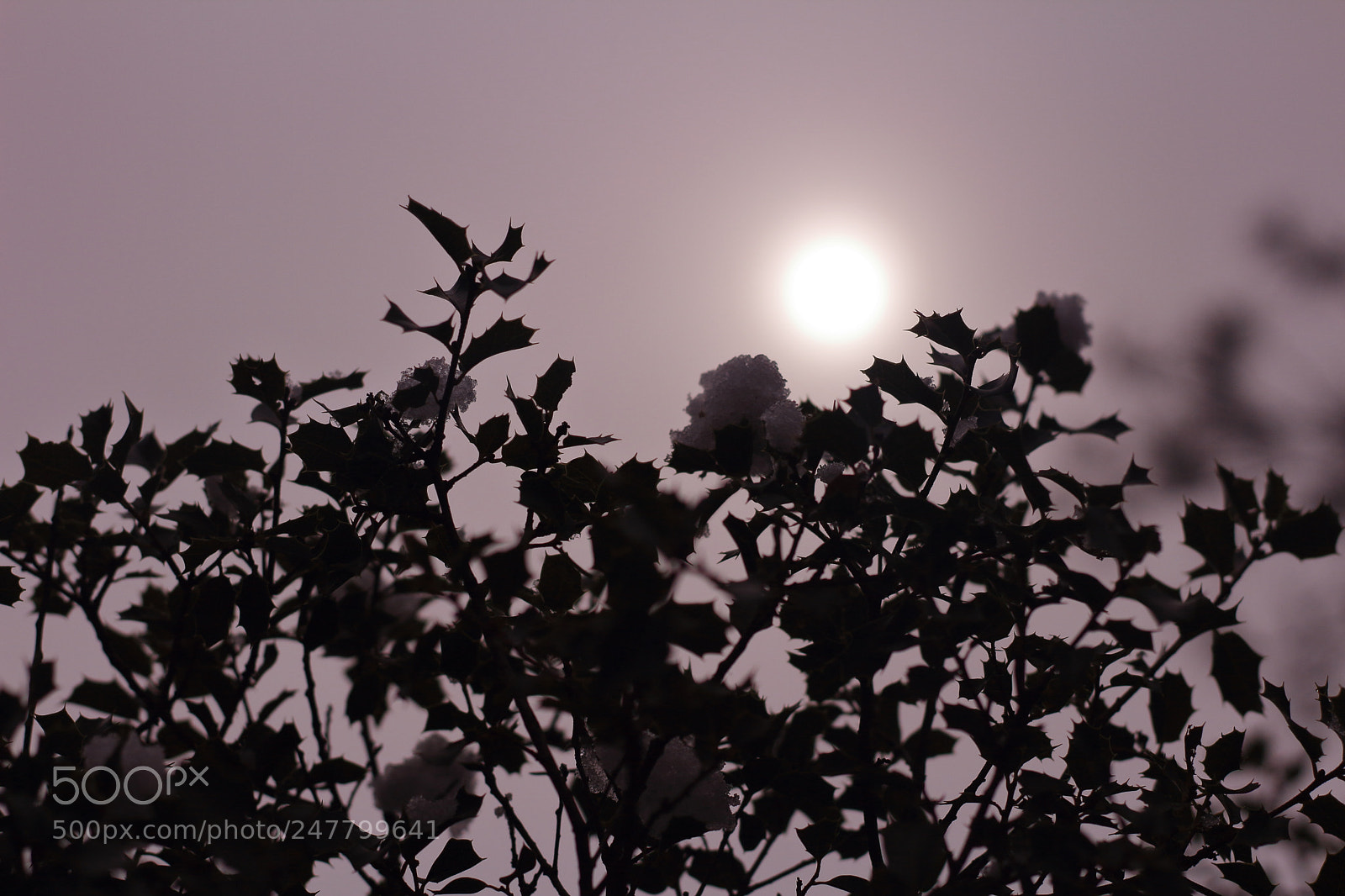 Canon EOS 1300D (EOS Rebel T6 / EOS Kiss X80) + Canon EF 50mm F1.8 STM sample photo. Backlighting photography