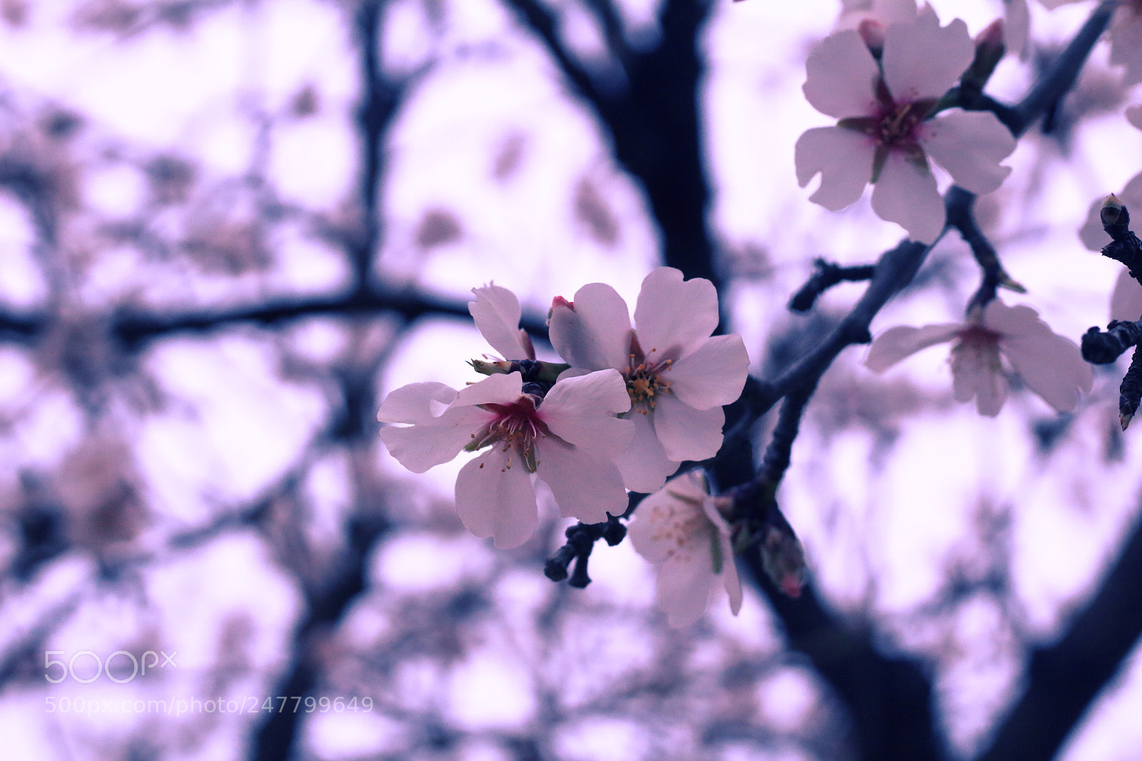 Canon EOS 1300D (EOS Rebel T6 / EOS Kiss X80) + Canon EF 50mm F1.8 STM sample photo. Almond blossom photography