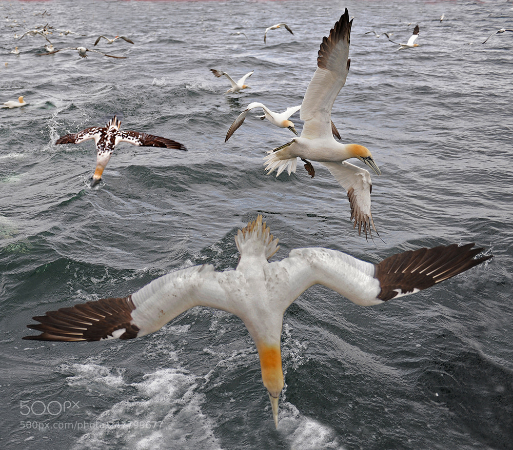 Nikon D700 sample photo. Gannets fishing photography