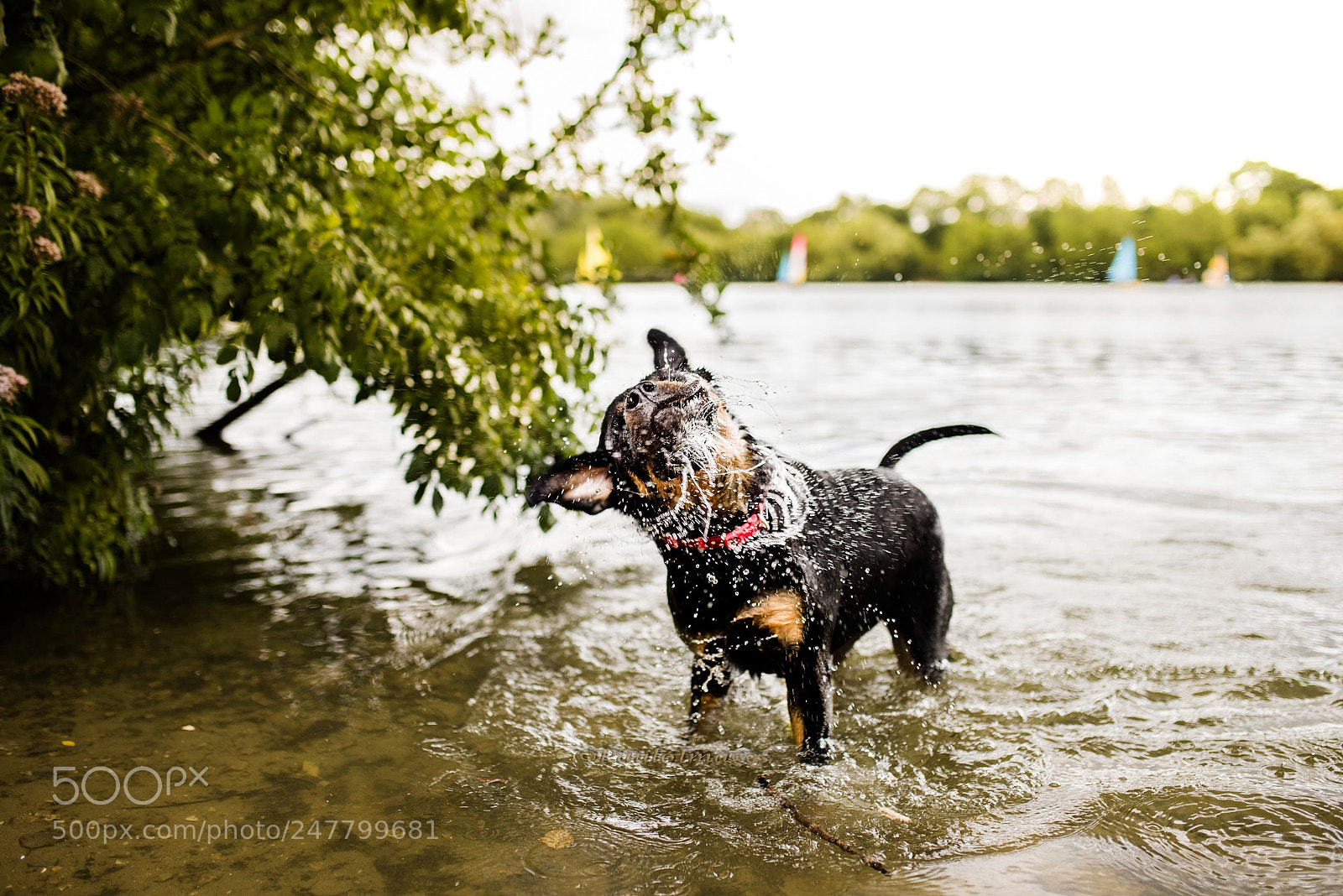 Nikon D810 sample photo. Shake it off! photography