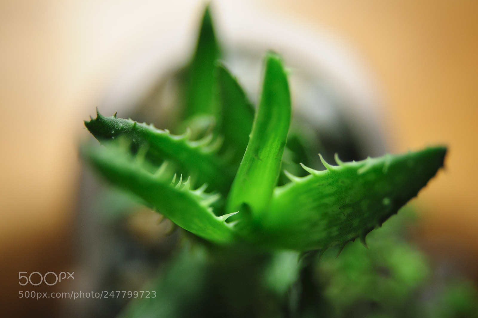 Nikon D300S sample photo. Aloe photography