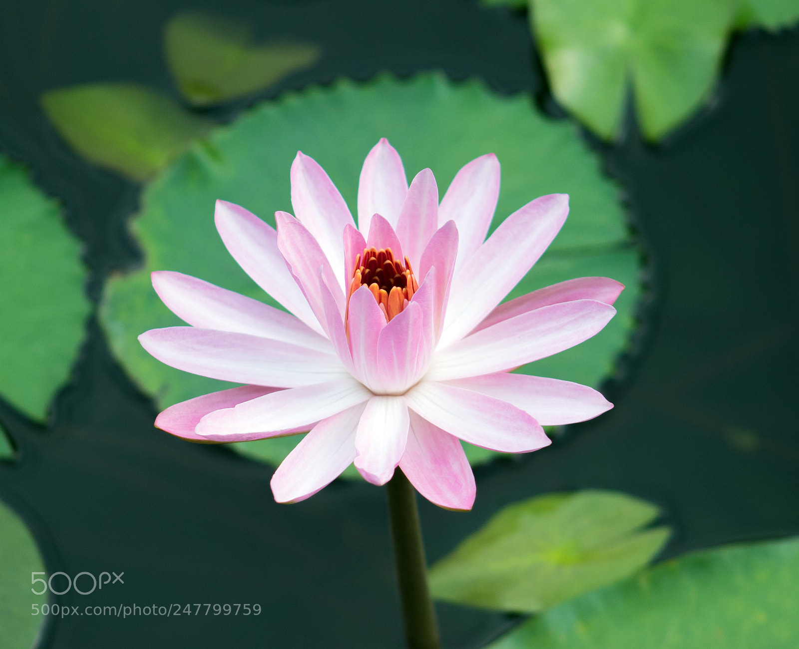 Canon EOS 600D (Rebel EOS T3i / EOS Kiss X5) sample photo. Water lily flower photography
