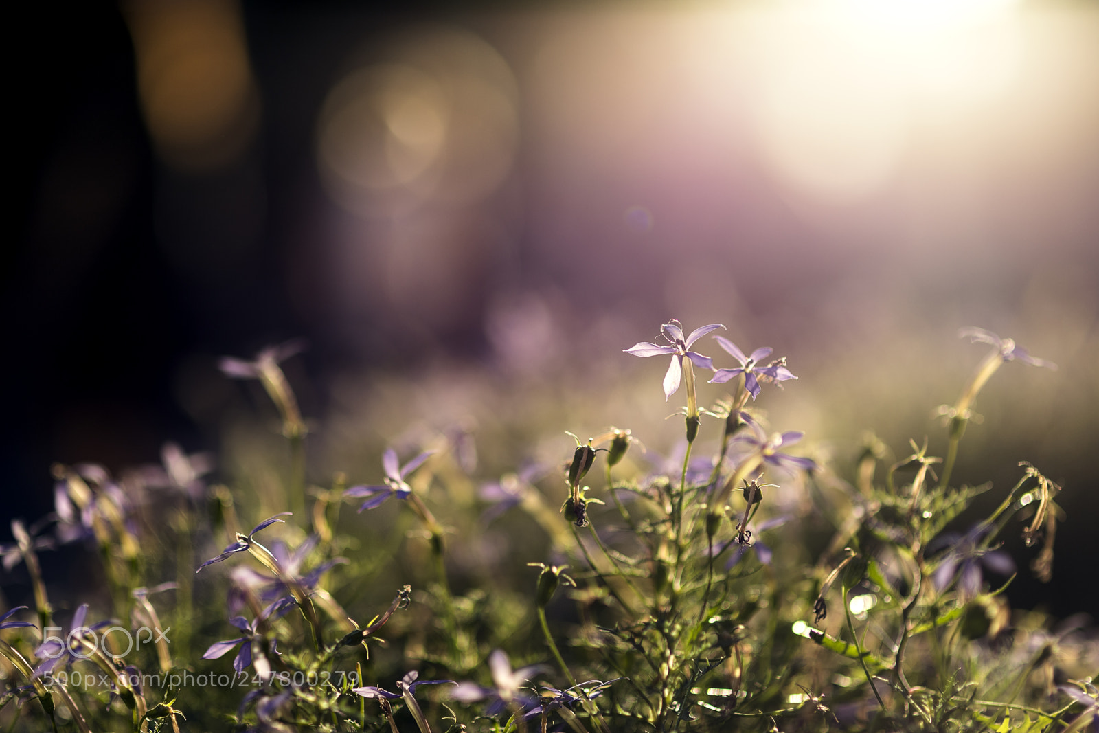 Canon EOS 6D Mark II sample photo. *** photography