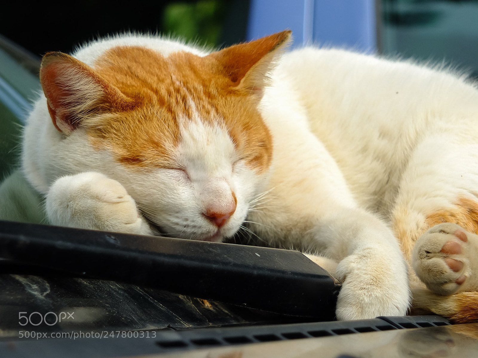 Fujifilm X-S1 sample photo. Sleeping cat photography