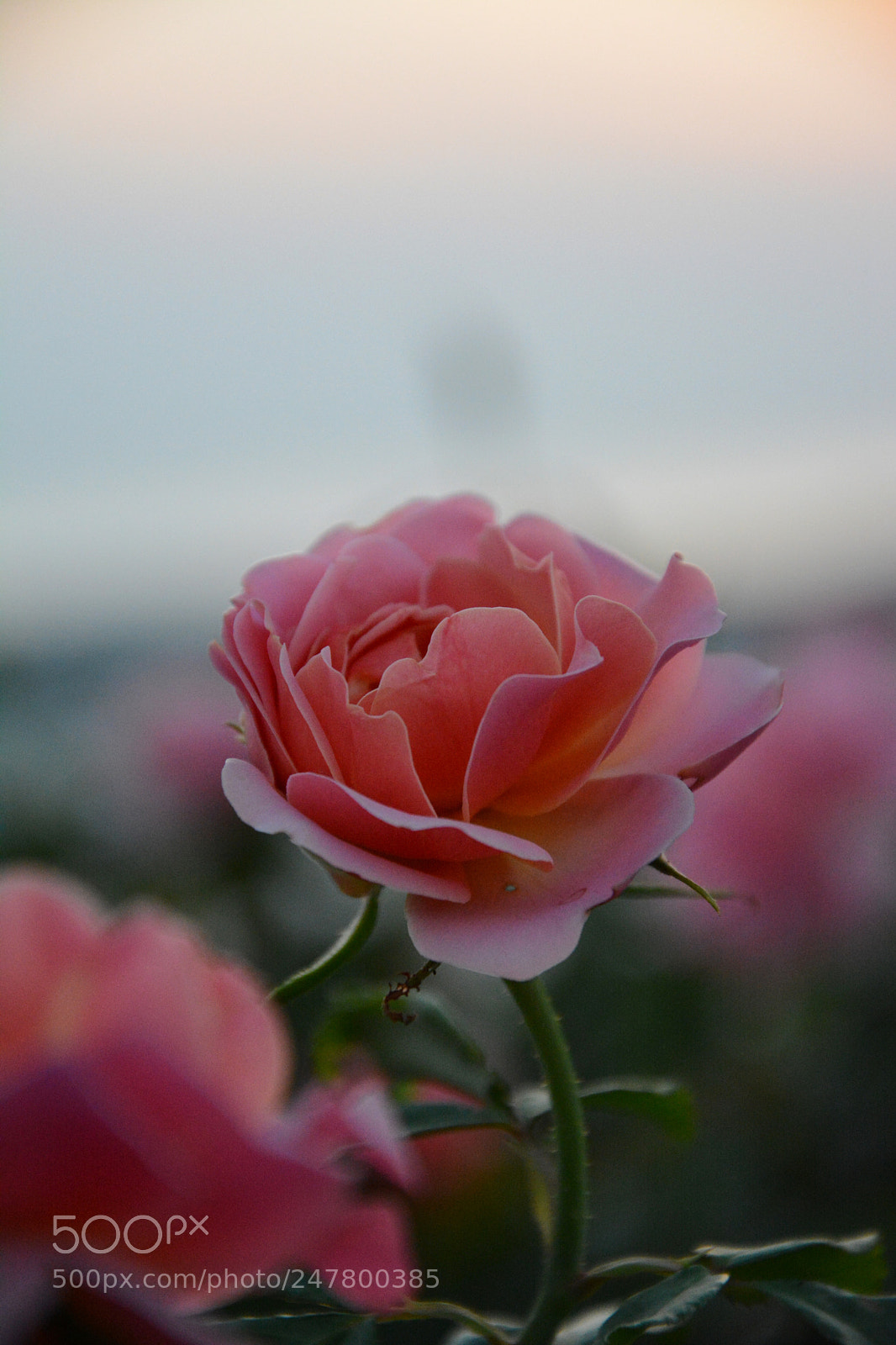 Nikon D7100 sample photo. Rose photography
