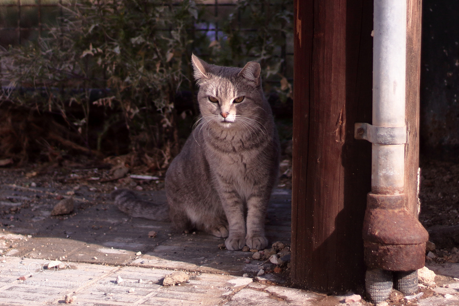 Canon EOS 1300D (EOS Rebel T6 / EOS Kiss X80) + Canon EF 50mm F1.8 STM sample photo. The last guardian photography