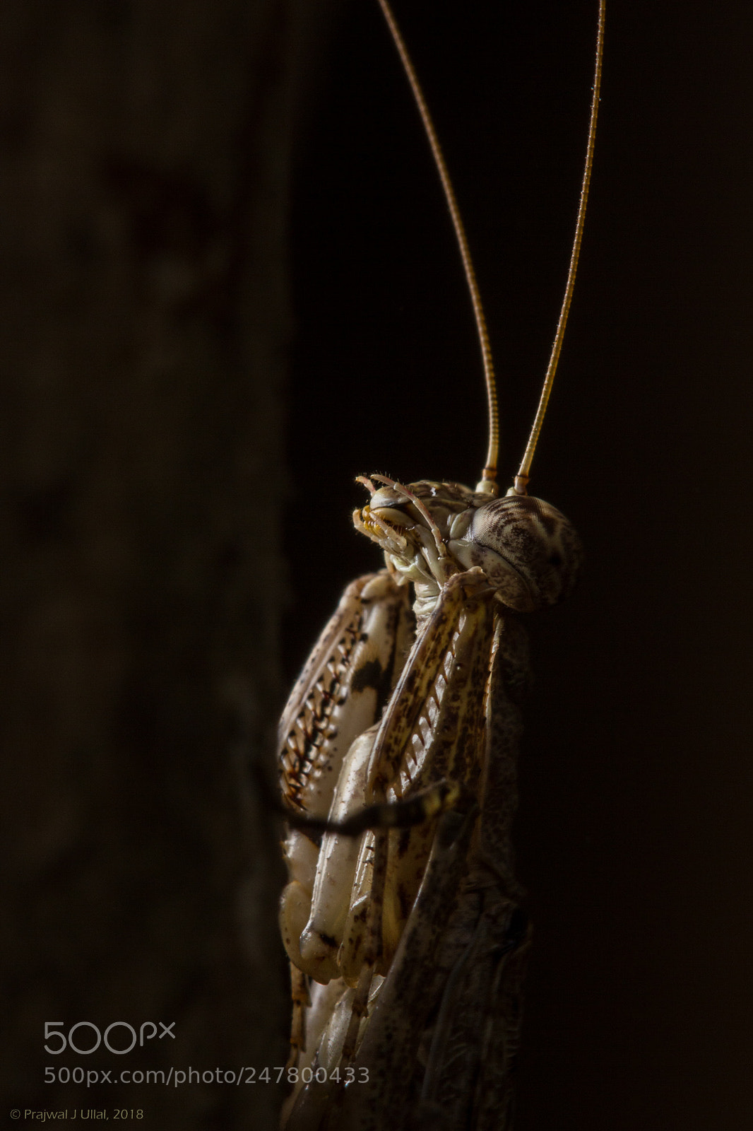 Canon EOS 550D (EOS Rebel T2i / EOS Kiss X4) sample photo. The predator photography