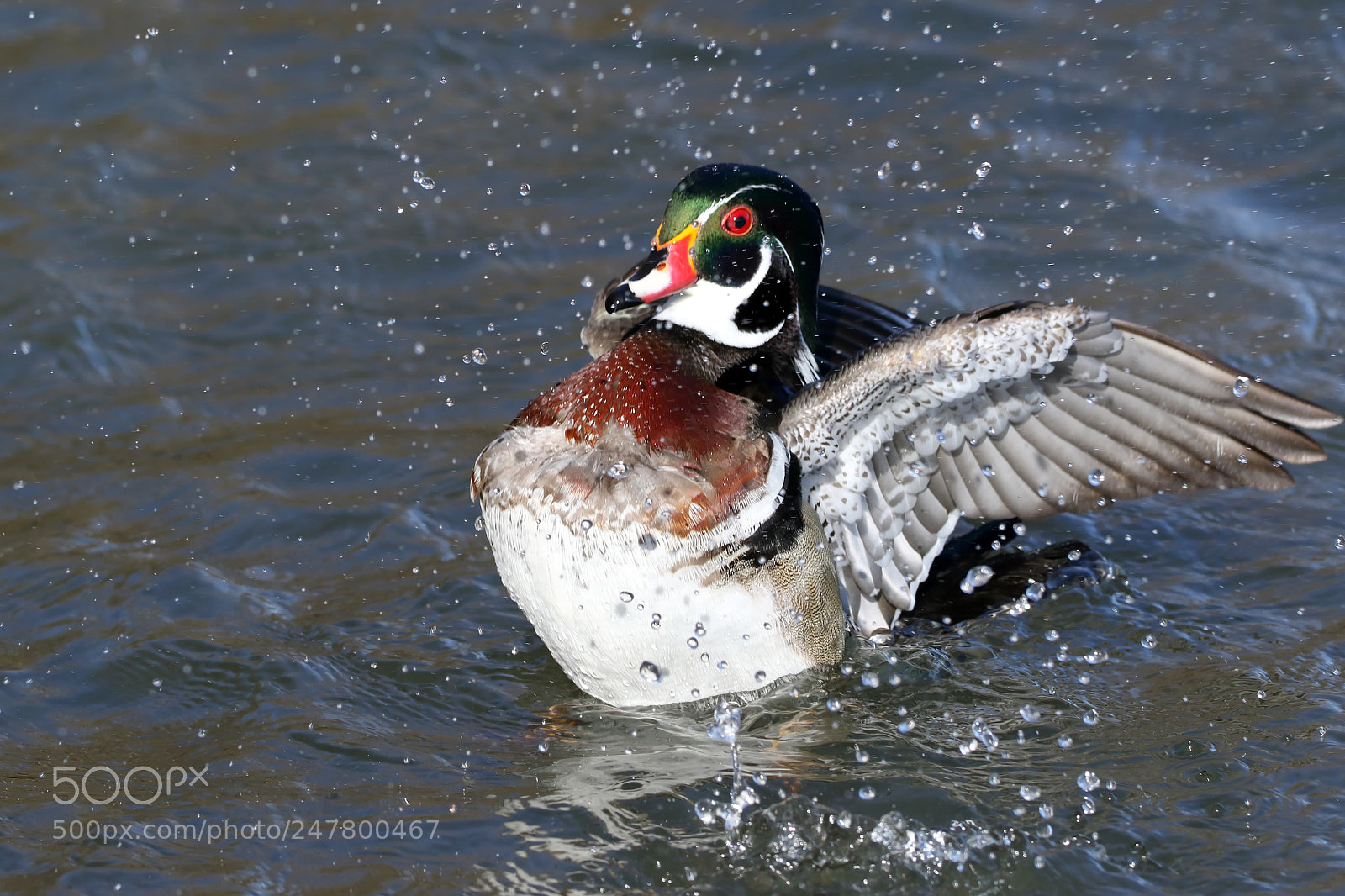 Canon EOS 7D Mark II sample photo. Wood duck stretch photography