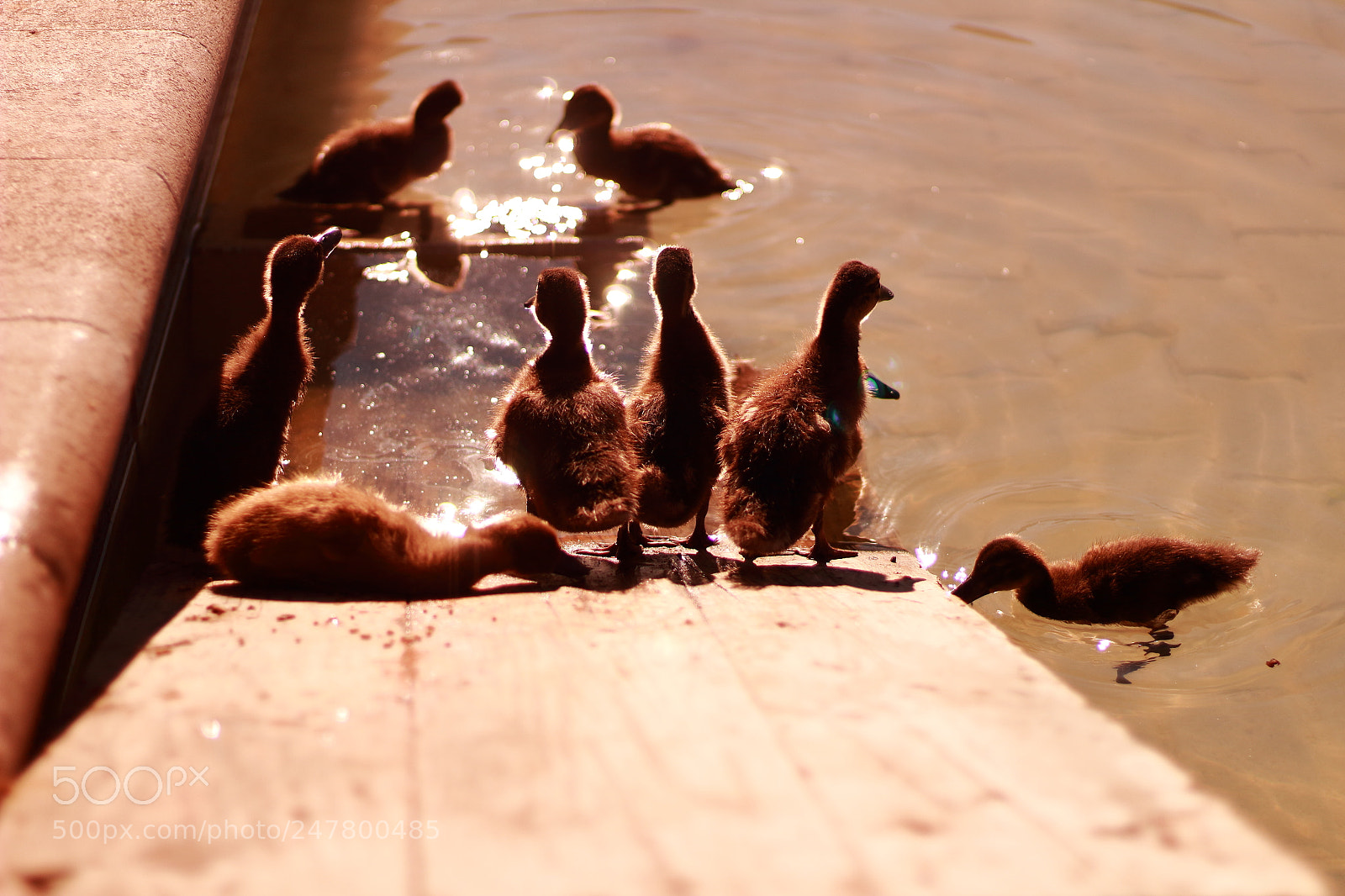 Canon EOS 1300D (EOS Rebel T6 / EOS Kiss X80) + Canon EF 50mm F1.8 STM sample photo. Ducks photography