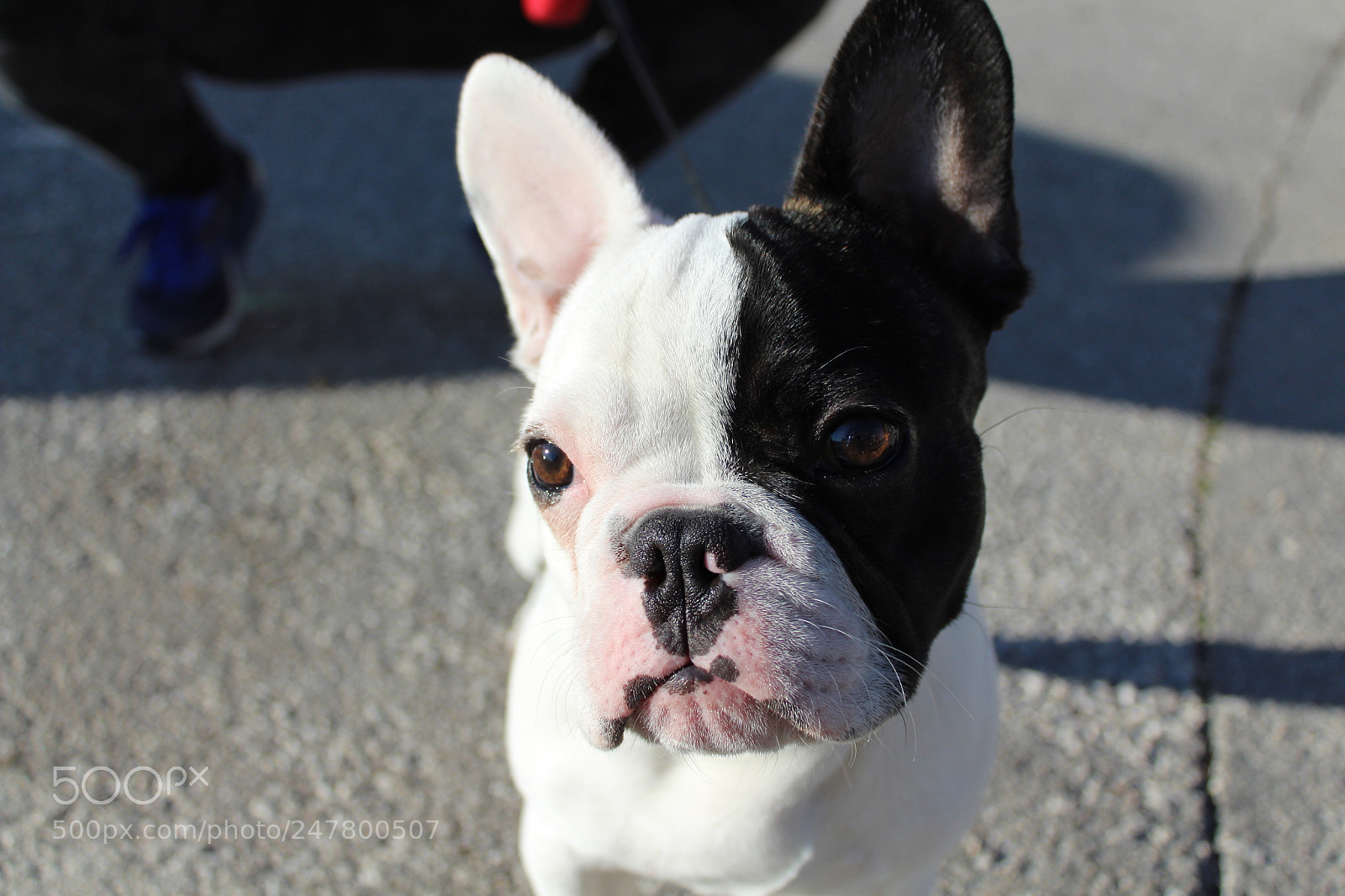 Canon EF-S 18-55mm F3.5-5.6 III sample photo. Loki photography