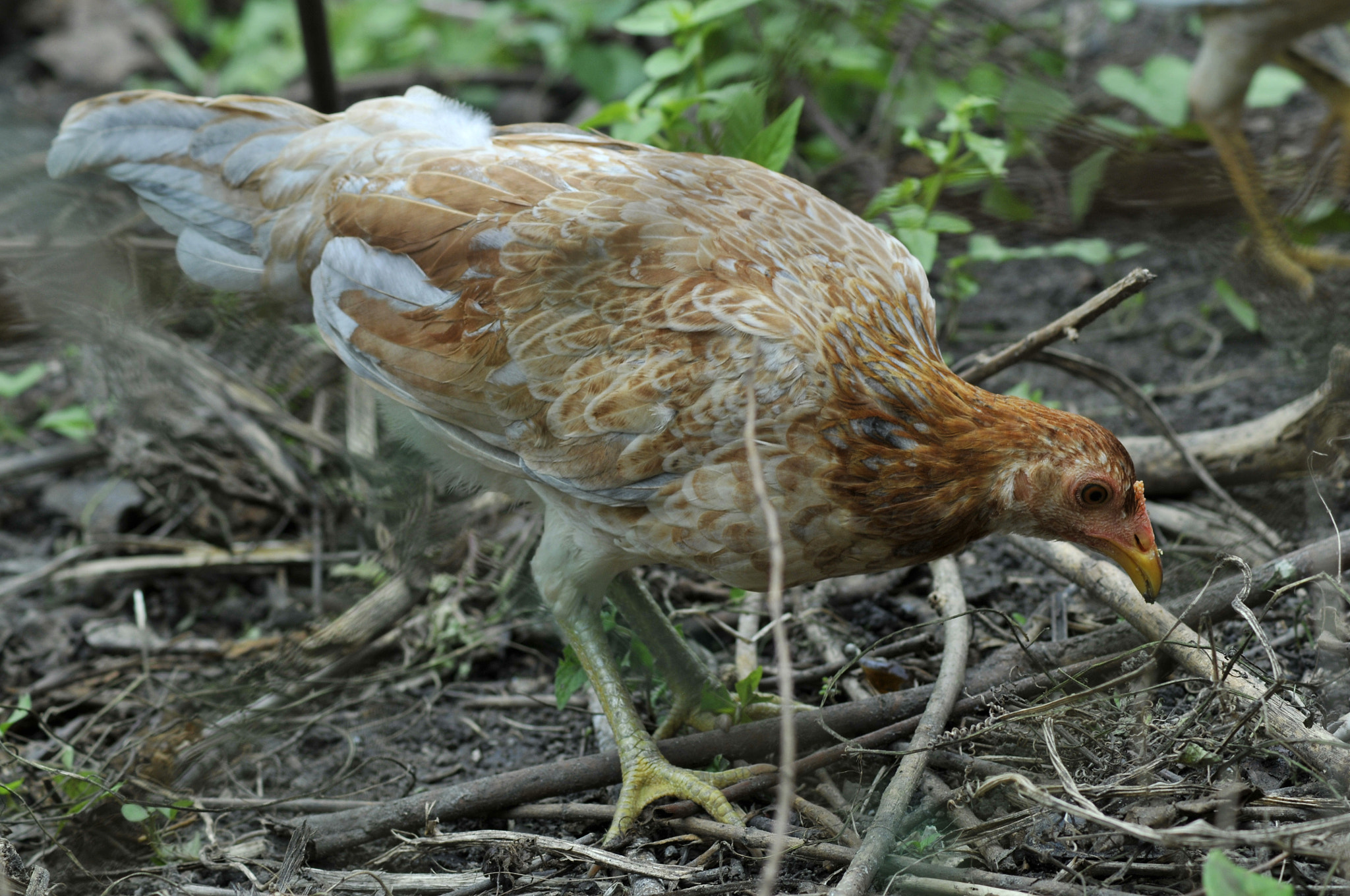 Nikon D300 + Nikon AF Nikkor 70-300mm F4-5.6G sample photo. Hen photography