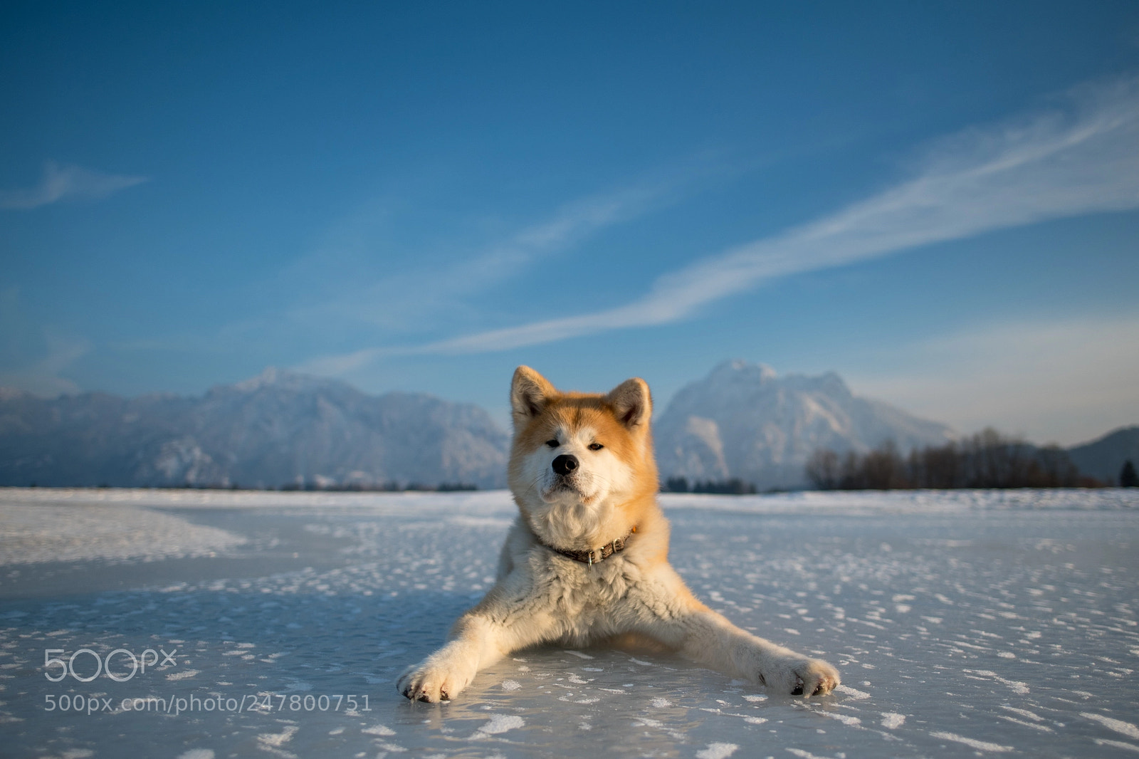 Nikon D850 sample photo. Forggensee mit hund photography