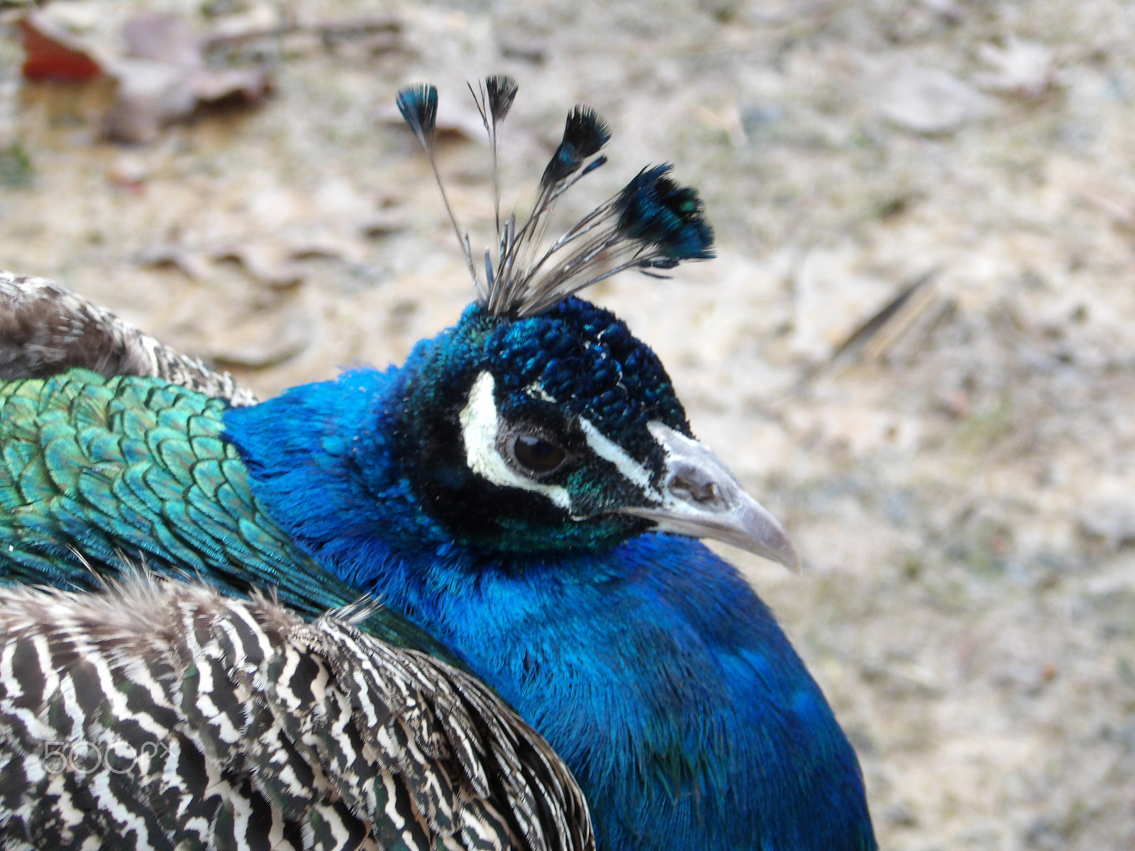 JK KODAK PIXPRO AZ651 sample photo. Vibrant peacock photography