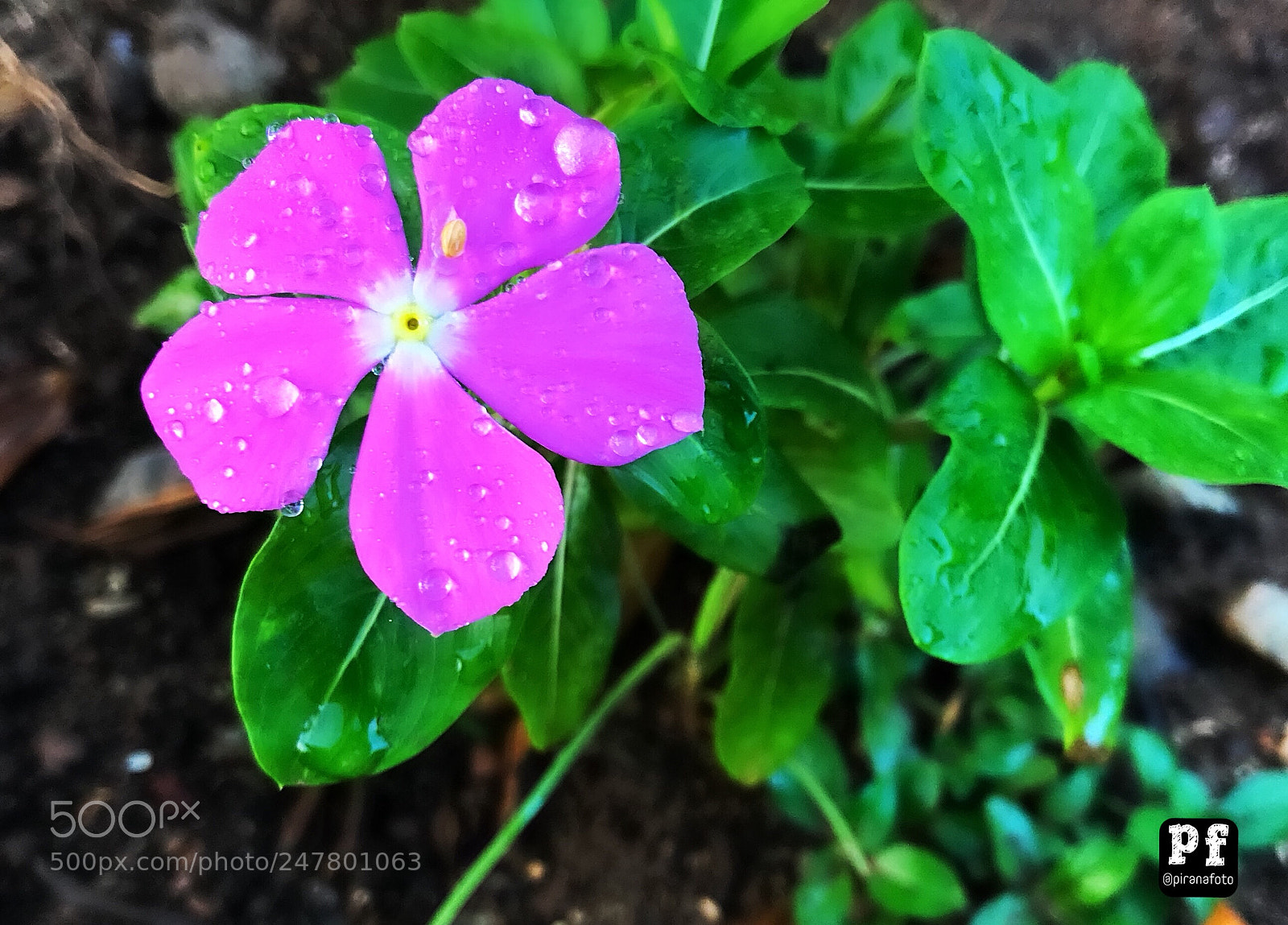 Apple iPhone 7 sample photo. Piranafoto brazil instagram piranafoto.photogr photography
