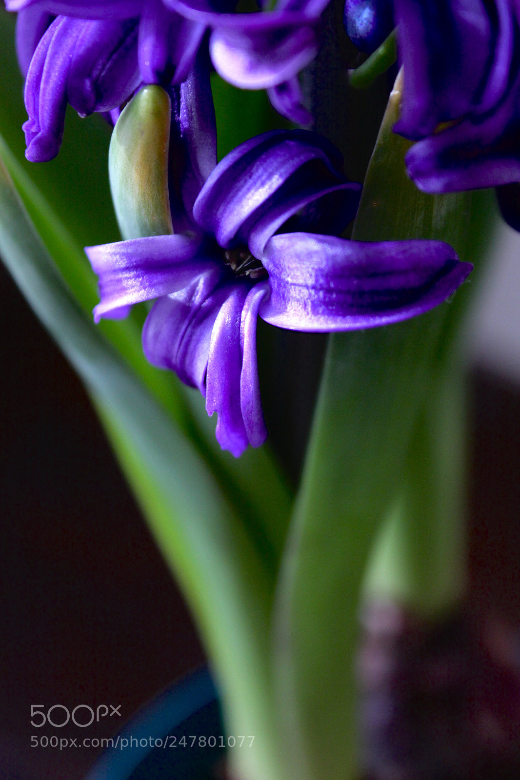 Canon EOS 50D sample photo. Velvet flower photography