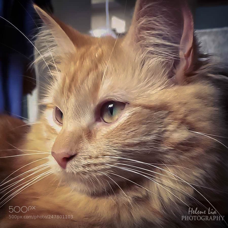 Apple iPhone SE sample photo. Kitty photography