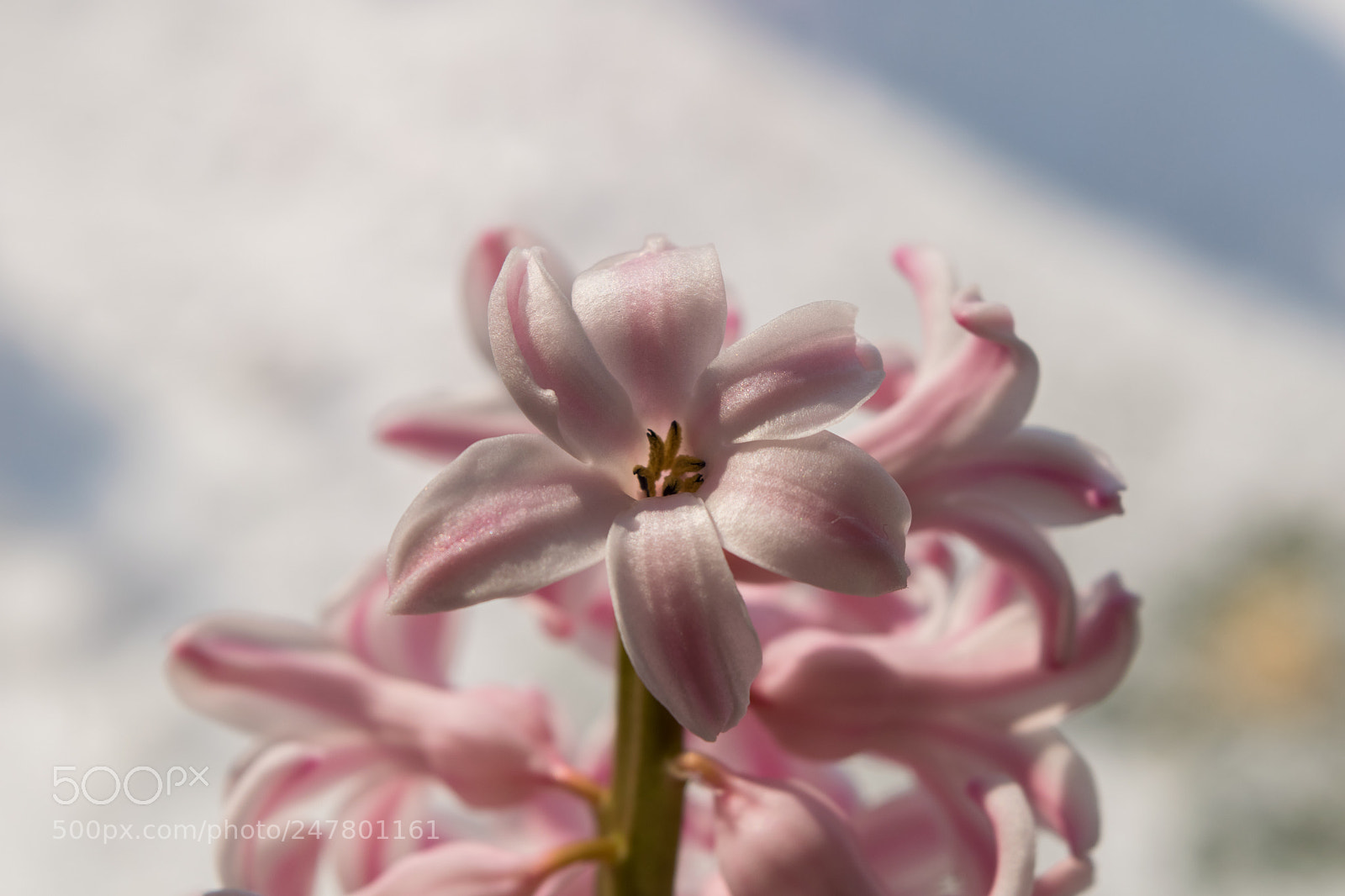 Nikon D3300 sample photo. Pink hyacinth photography
