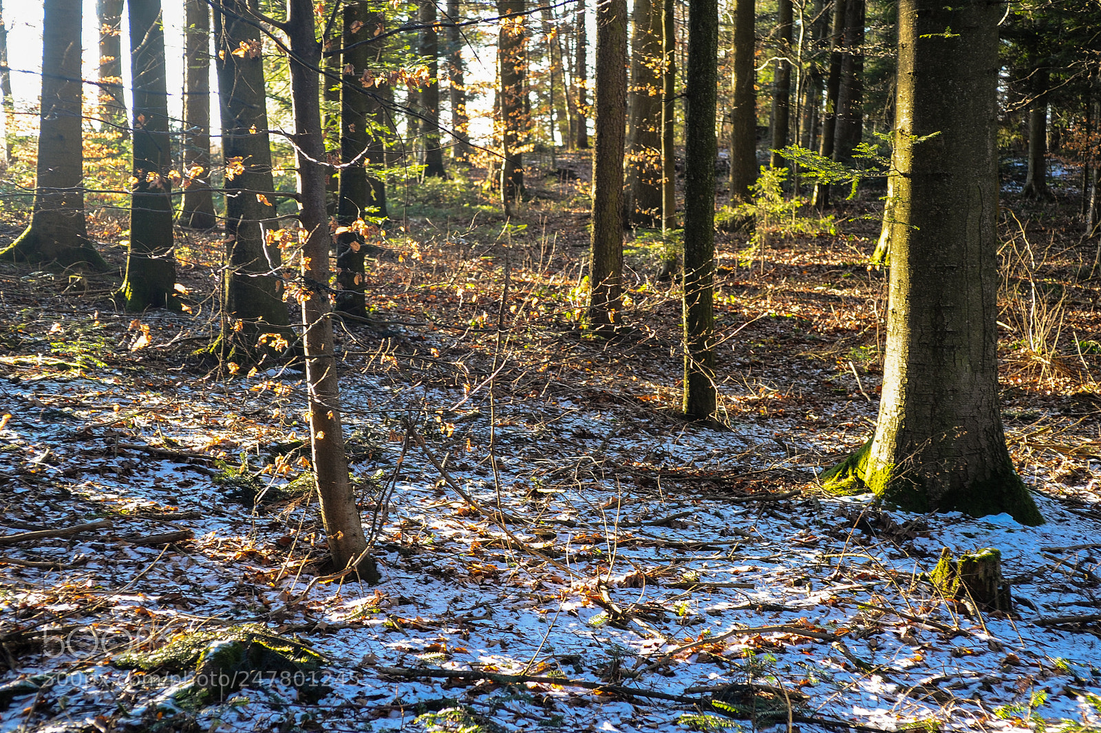 Nikon D700 sample photo. Winter wood photography
