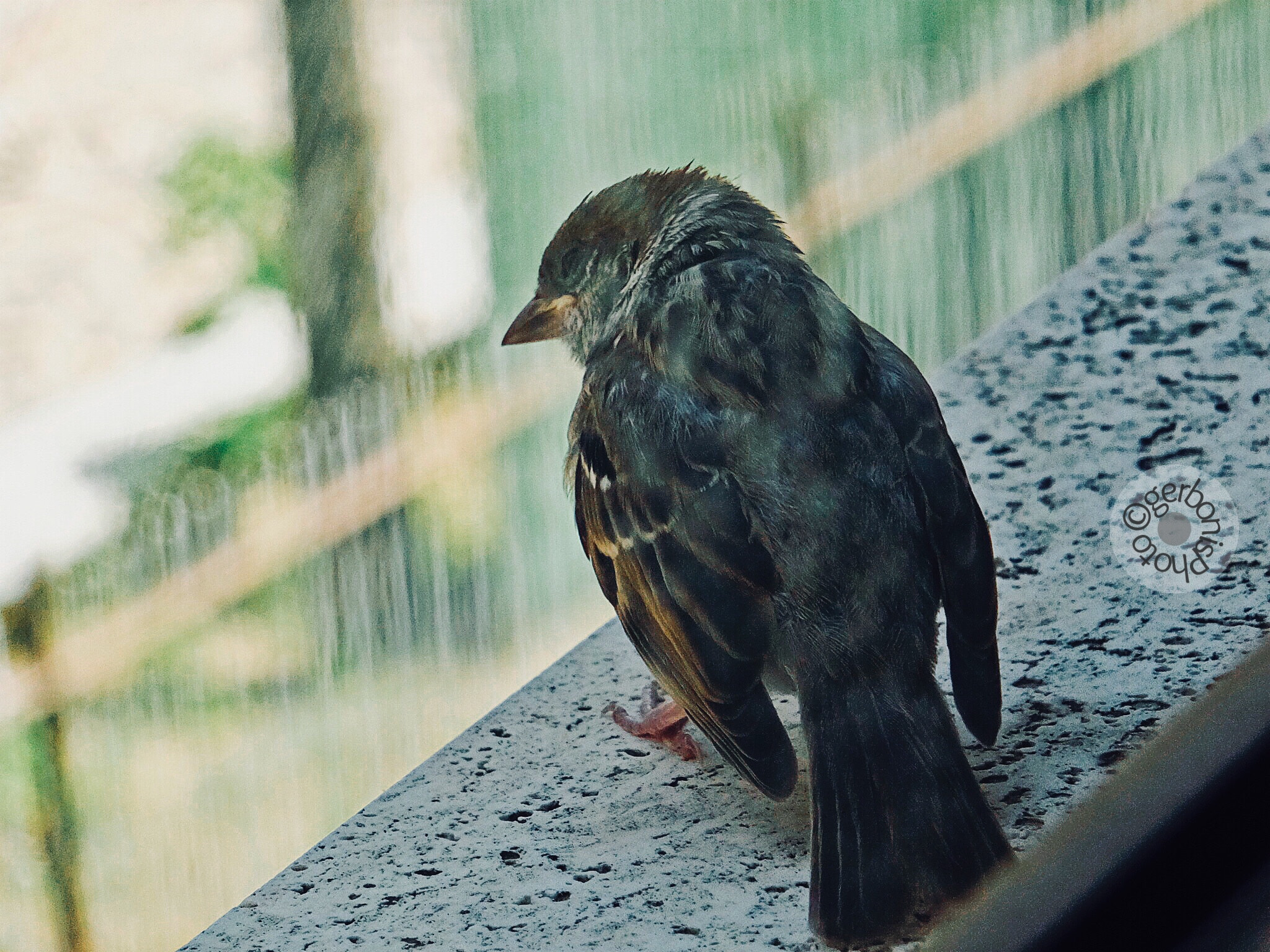 Fujifilm FinePix F900EXR sample photo. Sparrow thoughtfully on the window sill in the hotel photography