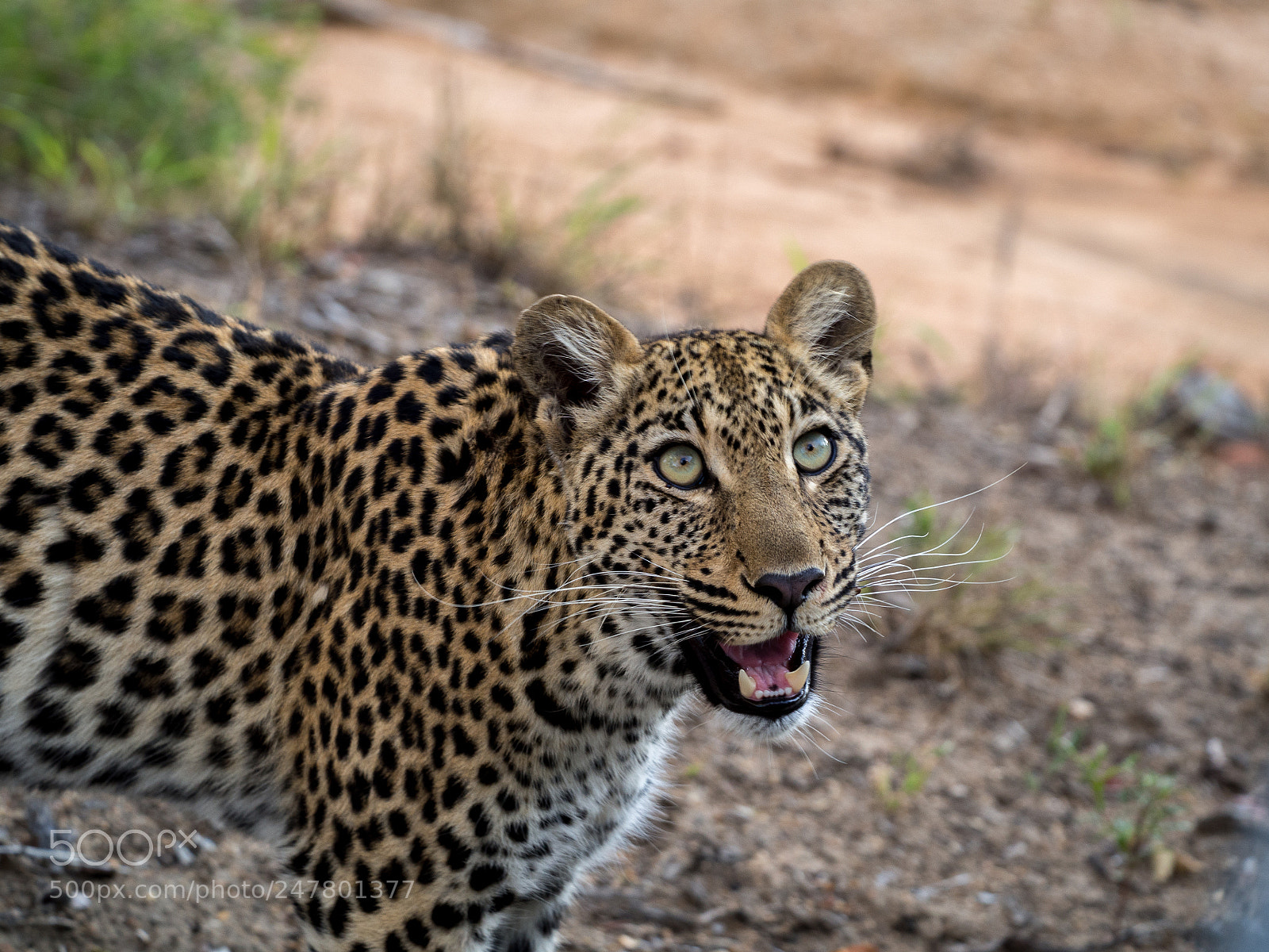 Olympus OM-D E-M10 II sample photo. Whiskers photography