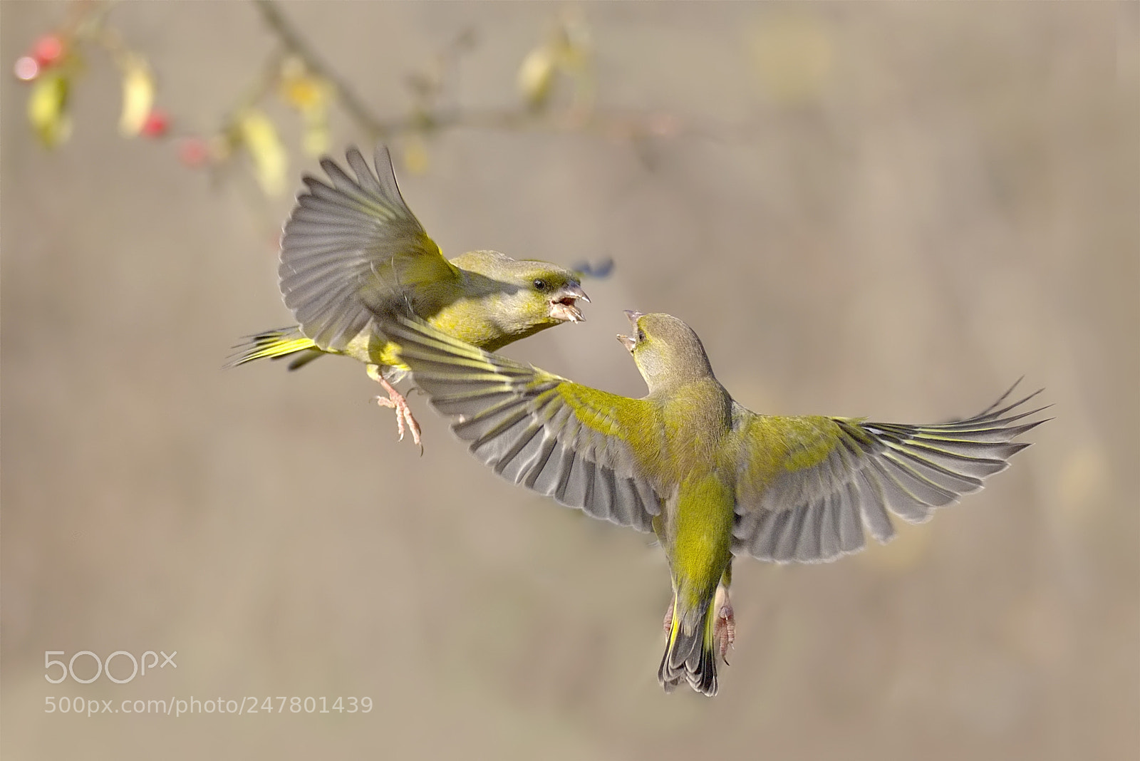 Nikon D7200 sample photo. European greenfinch photography