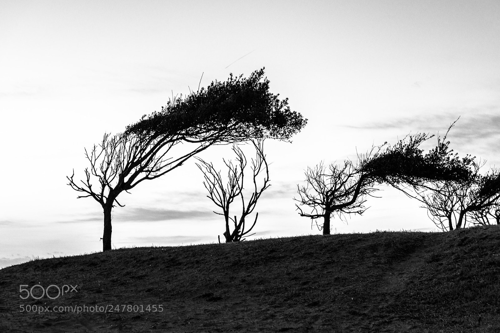 Sony Alpha NEX-7 sample photo. A tree of philosophy photography