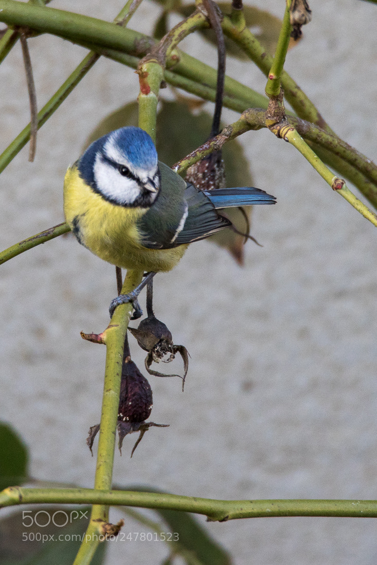 Canon EOS 7D Mark II sample photo. Blue tit photography