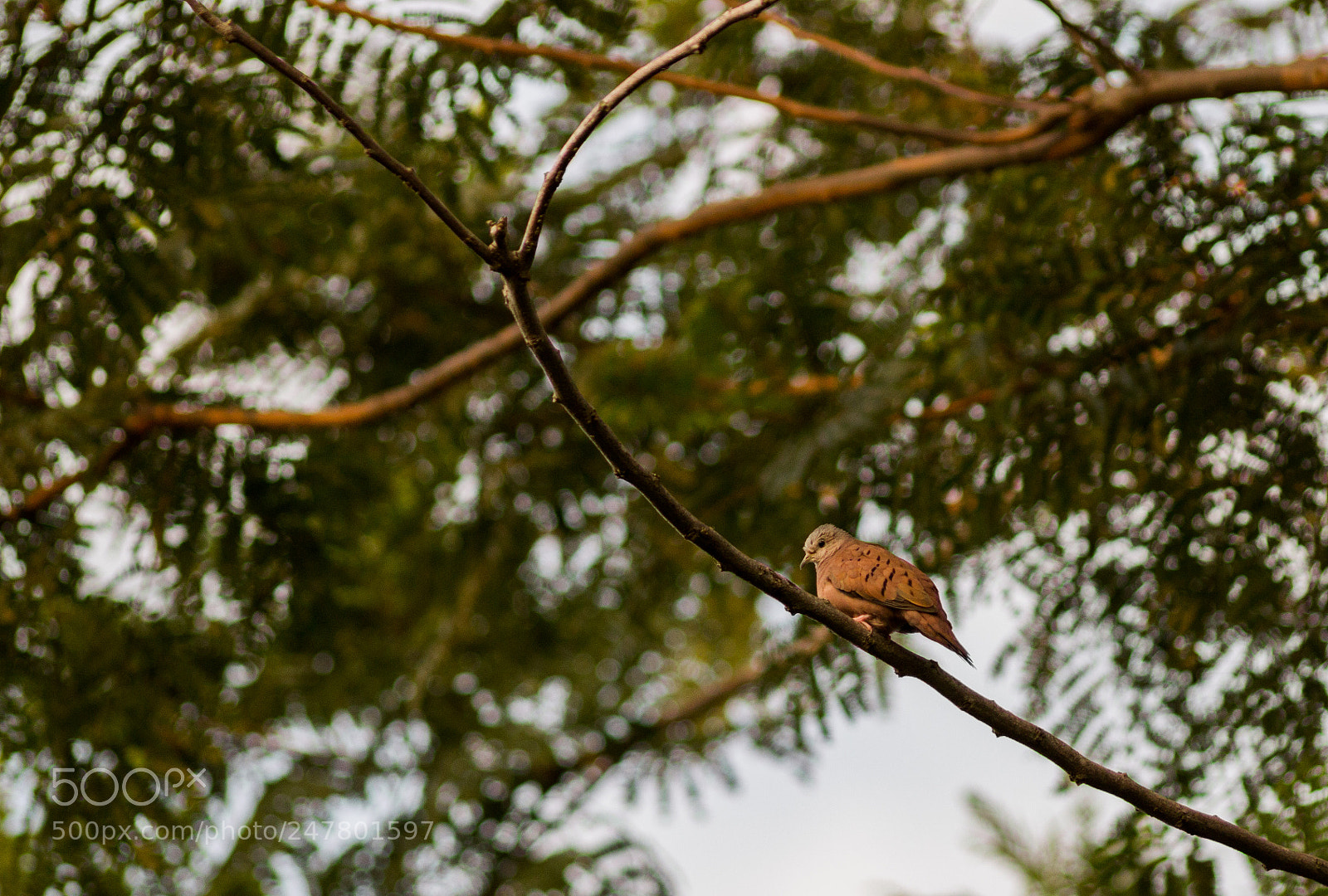 Canon EOS 600D (Rebel EOS T3i / EOS Kiss X5) sample photo. Bird photography