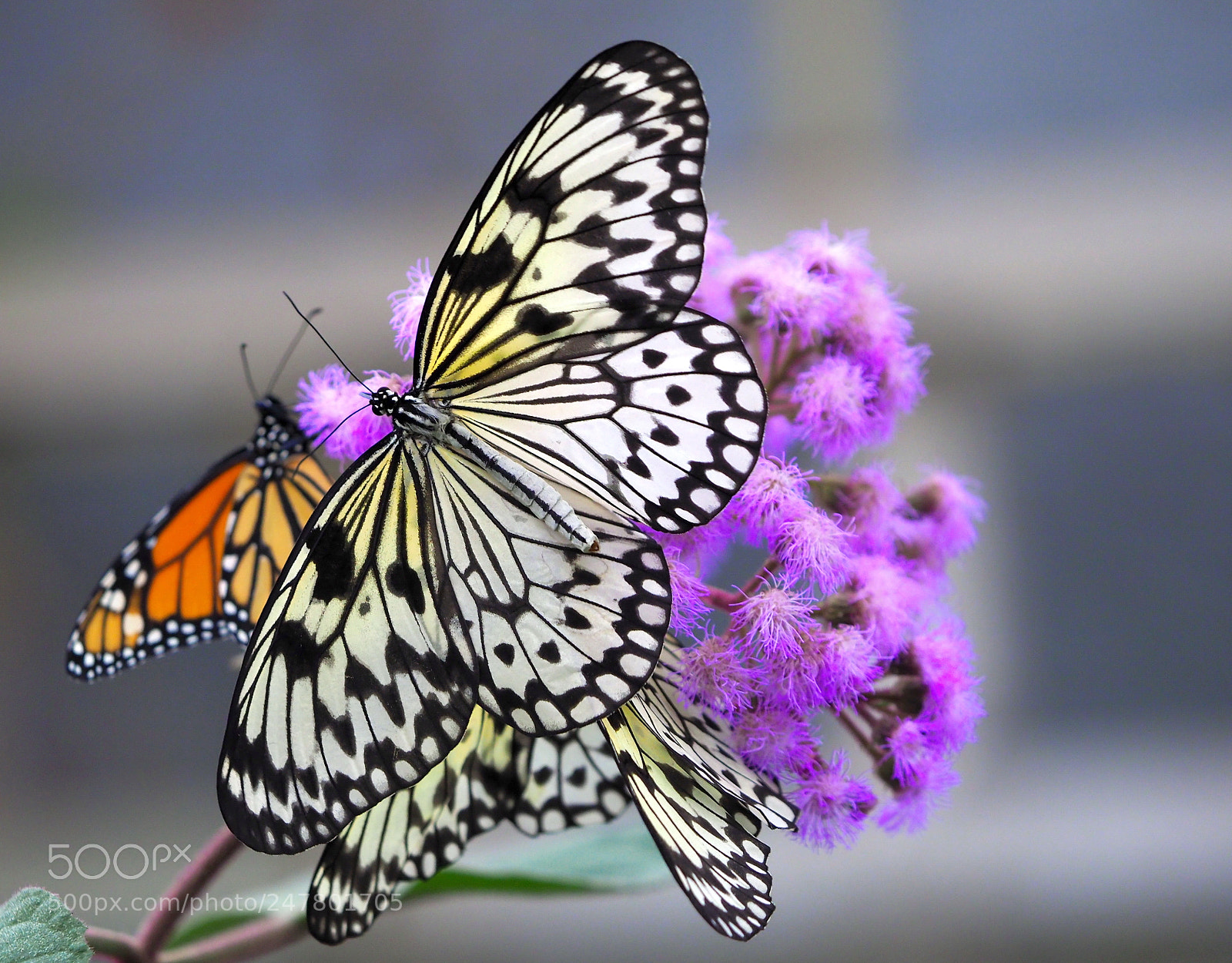 Olympus OM-D E-M1 Mark II sample photo. Rush for nectar photography