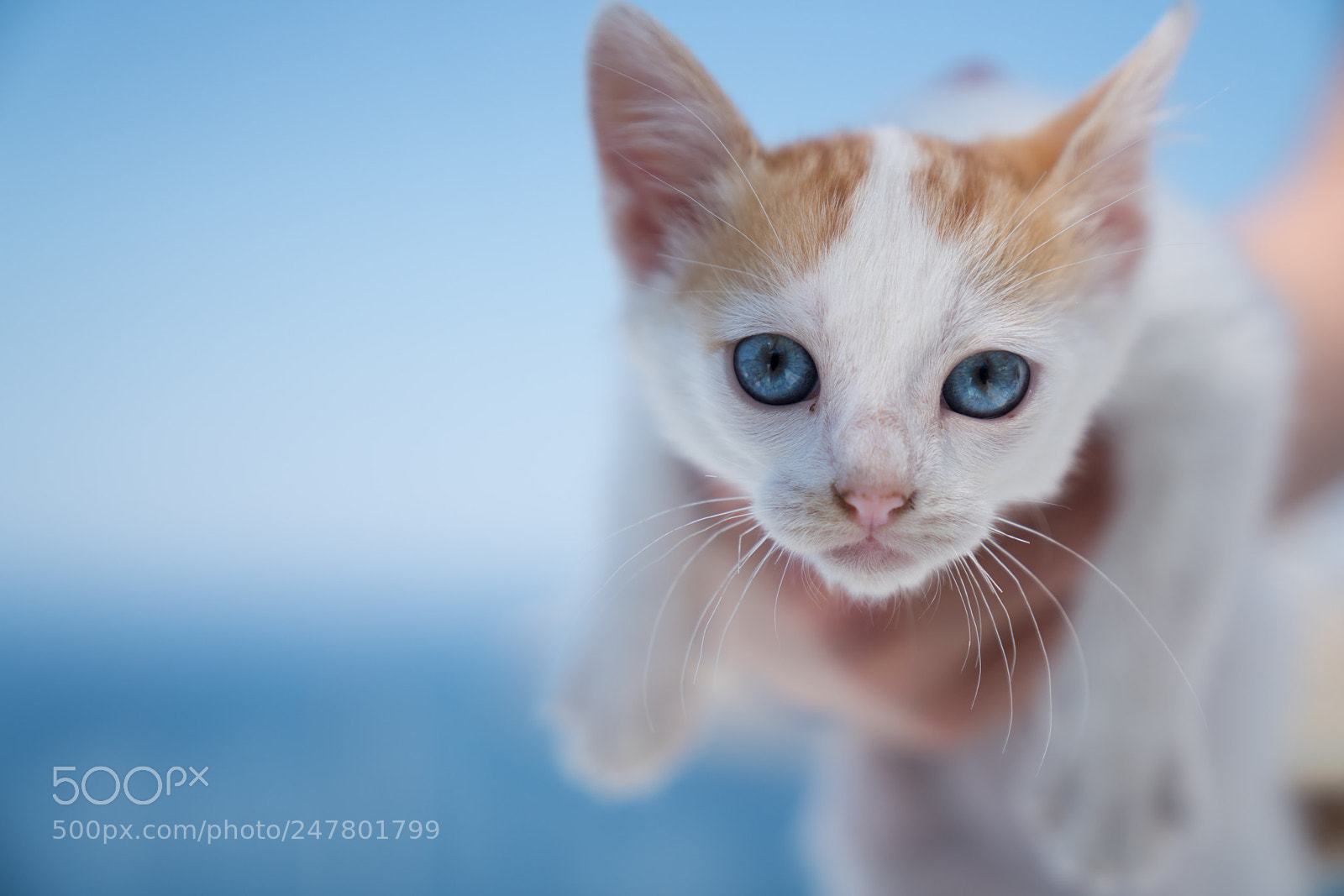 Sony a7R II sample photo. Blue eyes photography