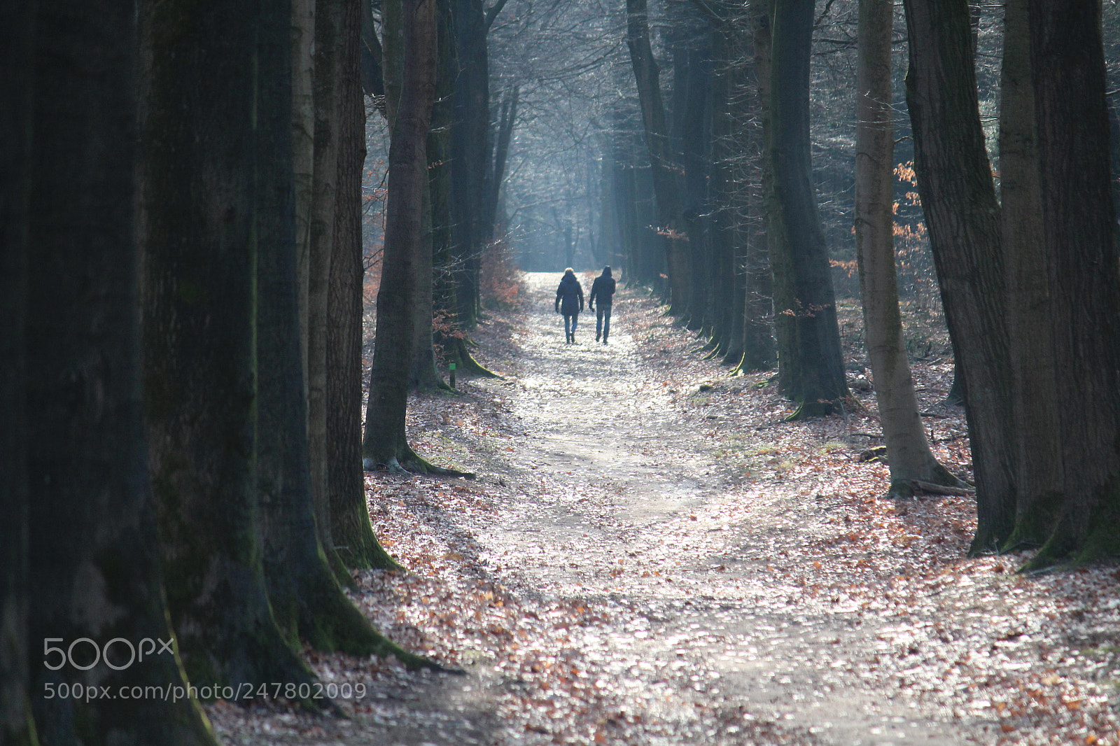 Canon EF-S 55-250mm F4-5.6 IS II sample photo. Forest walk photography
