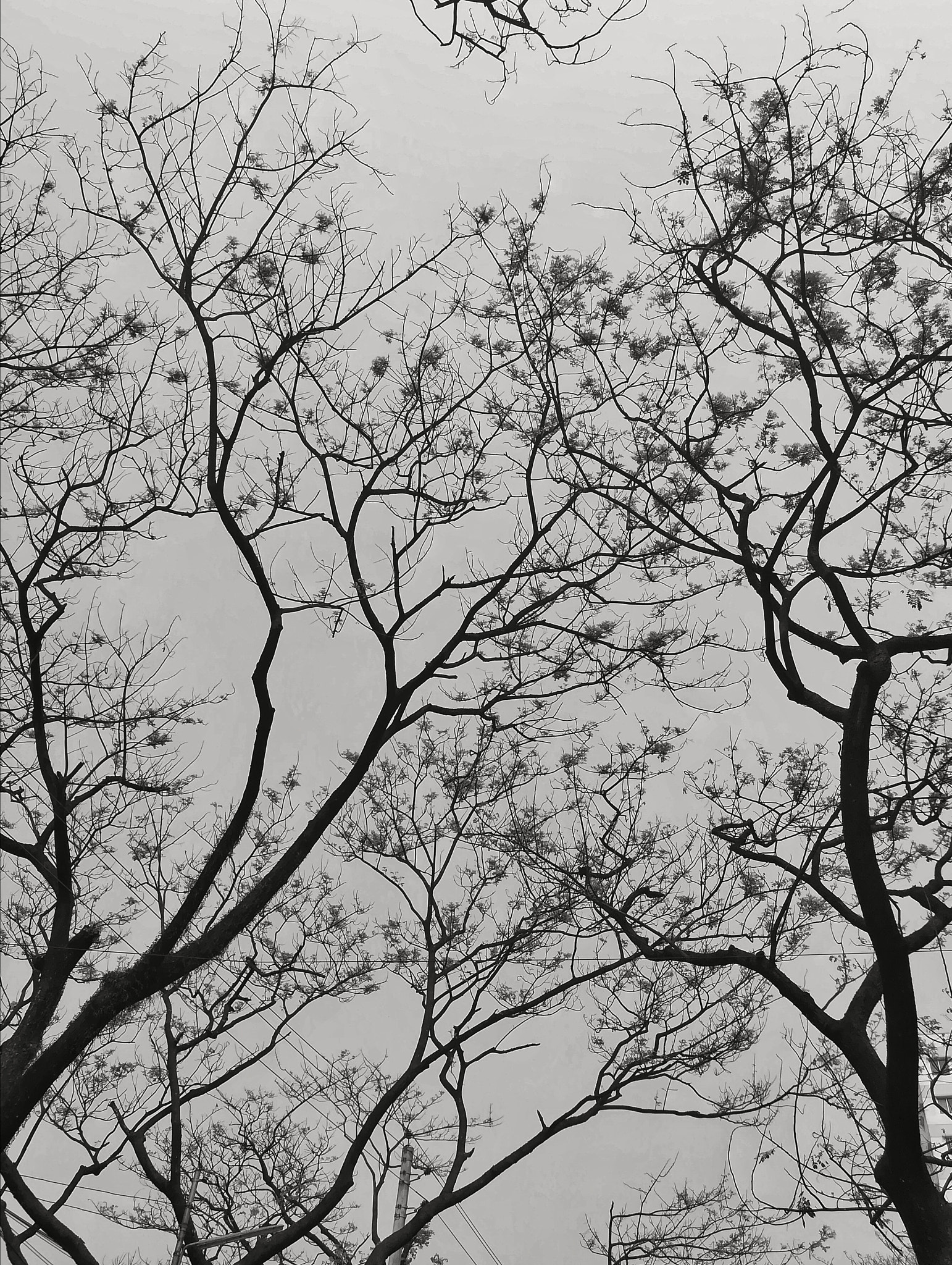 HUAWEI GR5 2017 sample photo. Trees.... photography
