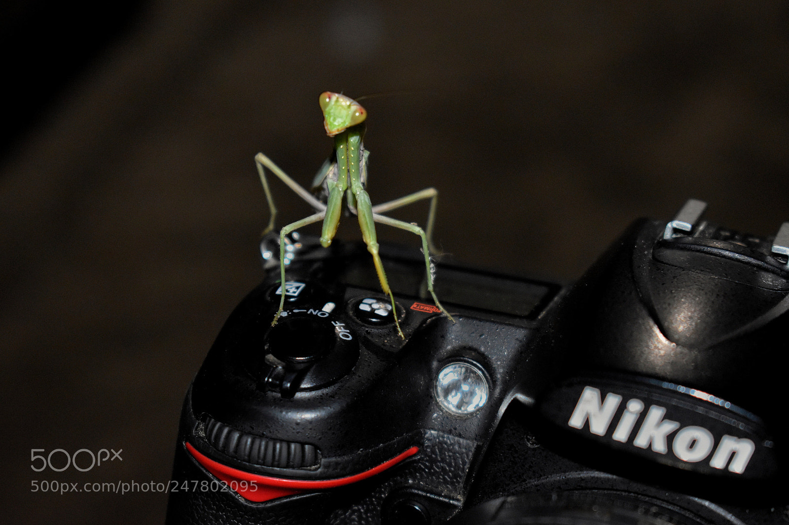 Nikon D5600 sample photo. 37048158316.jpg photography