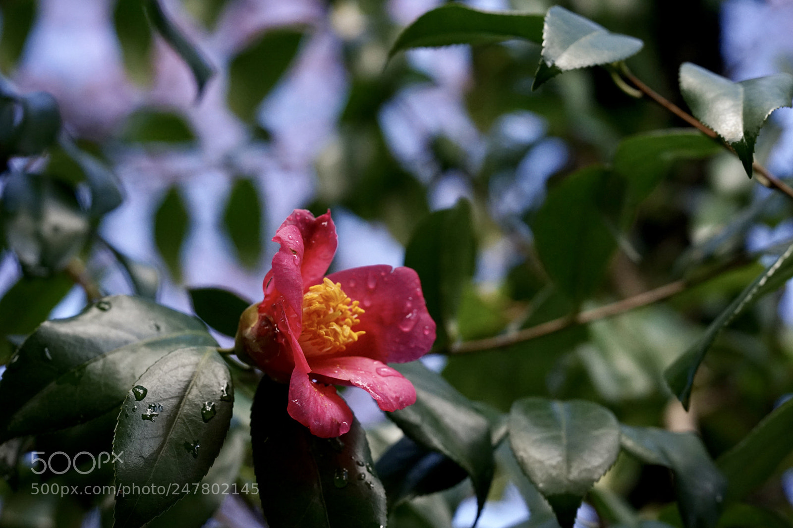 Sony a7 II sample photo. After the rain.camellia japonica photography
