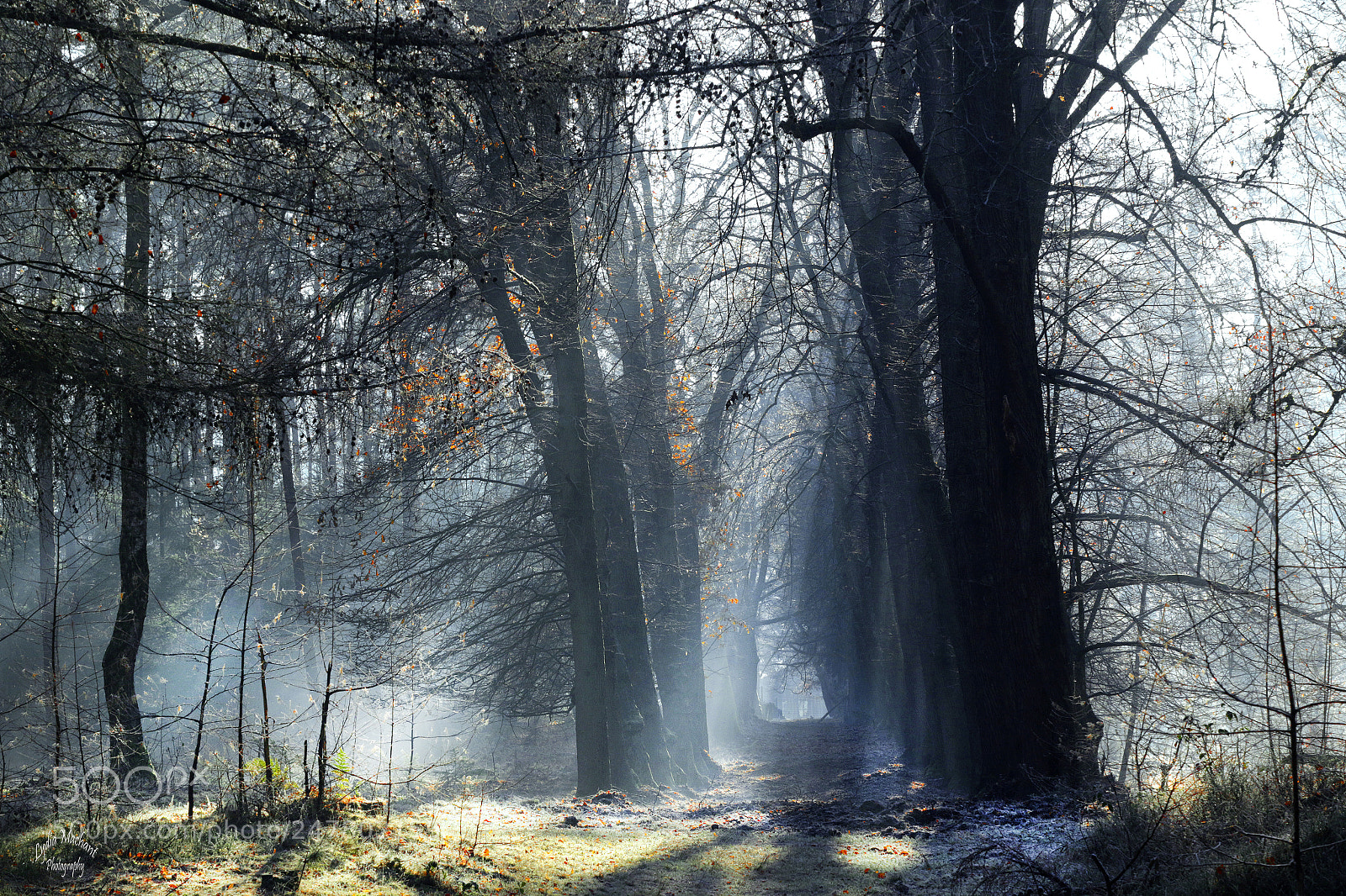 Canon EOS 7D Mark II sample photo. Winter morning in the photography