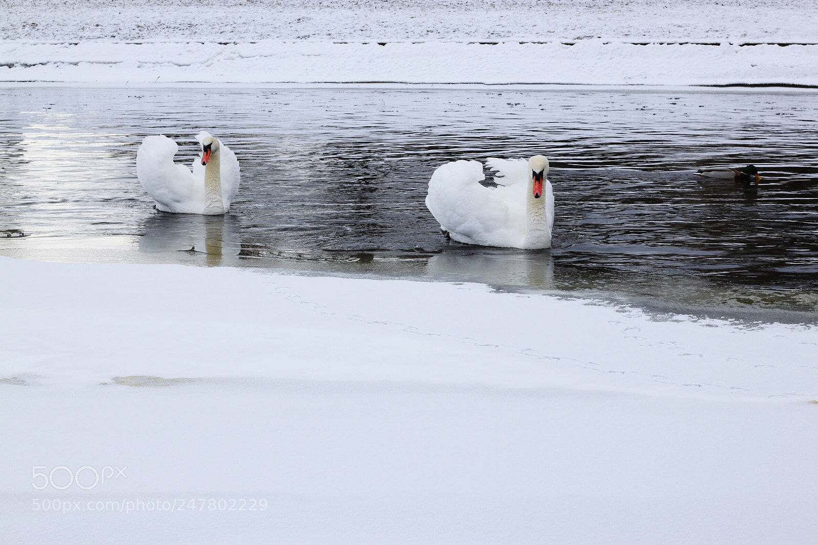 Canon EOS 500D (EOS Rebel T1i / EOS Kiss X3) sample photo. Swans photography