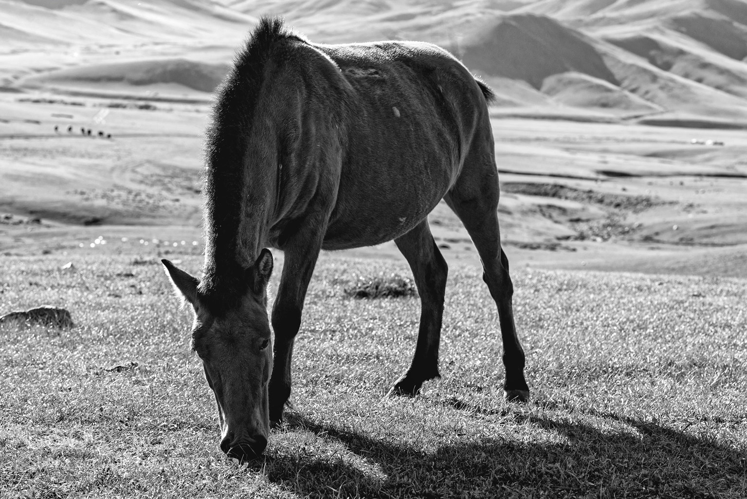 Nikon D800 sample photo. Horses iii photography