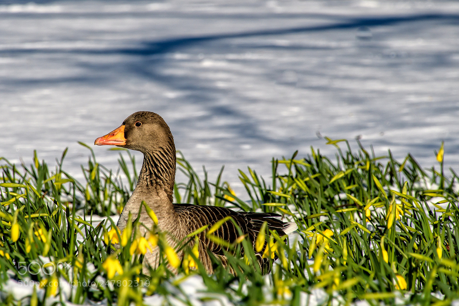 Nikon D500 sample photo. Edit photography