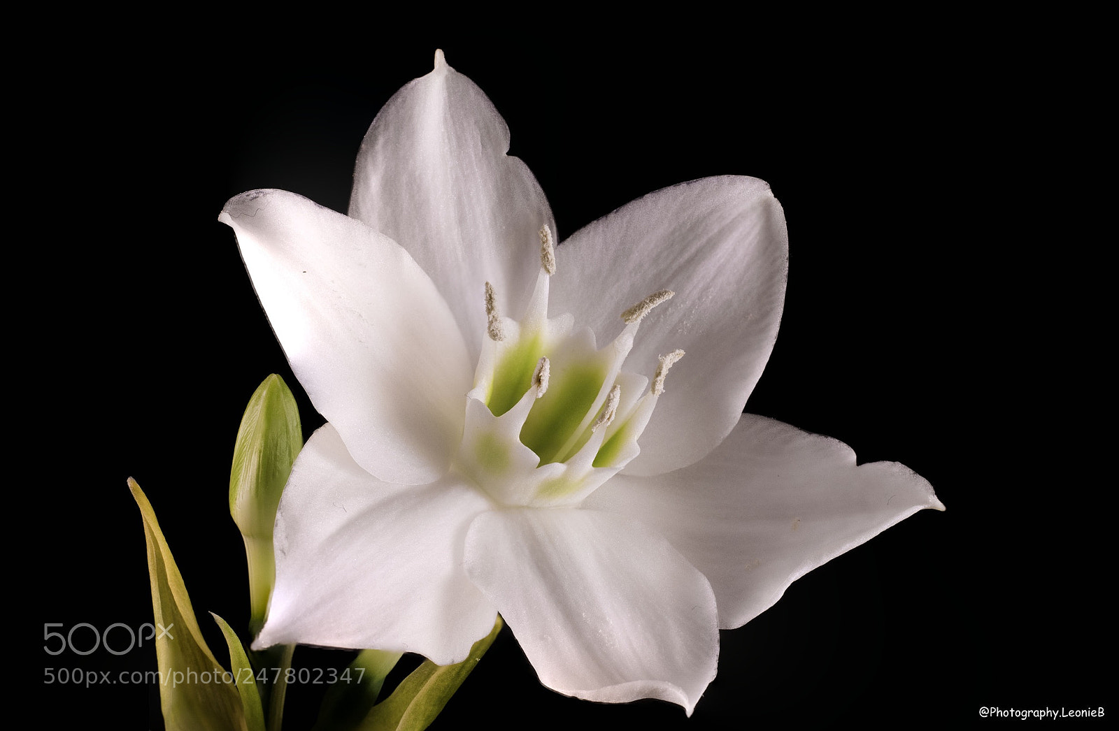 Canon EOS 1300D (EOS Rebel T6 / EOS Kiss X80) sample photo. Eucharis grandiflora, bridal lily photography