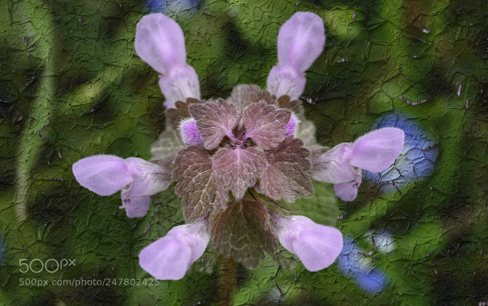 Nikon D800E sample photo. Lamium (ballıbaba)... photography