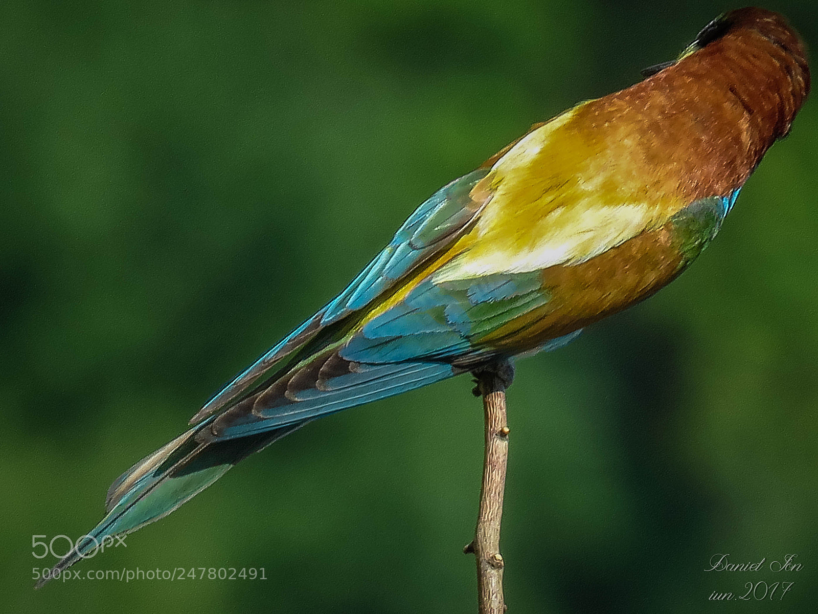 Canon PowerShot SX60 HS sample photo. Prigoria merops apiaster ordinul photography