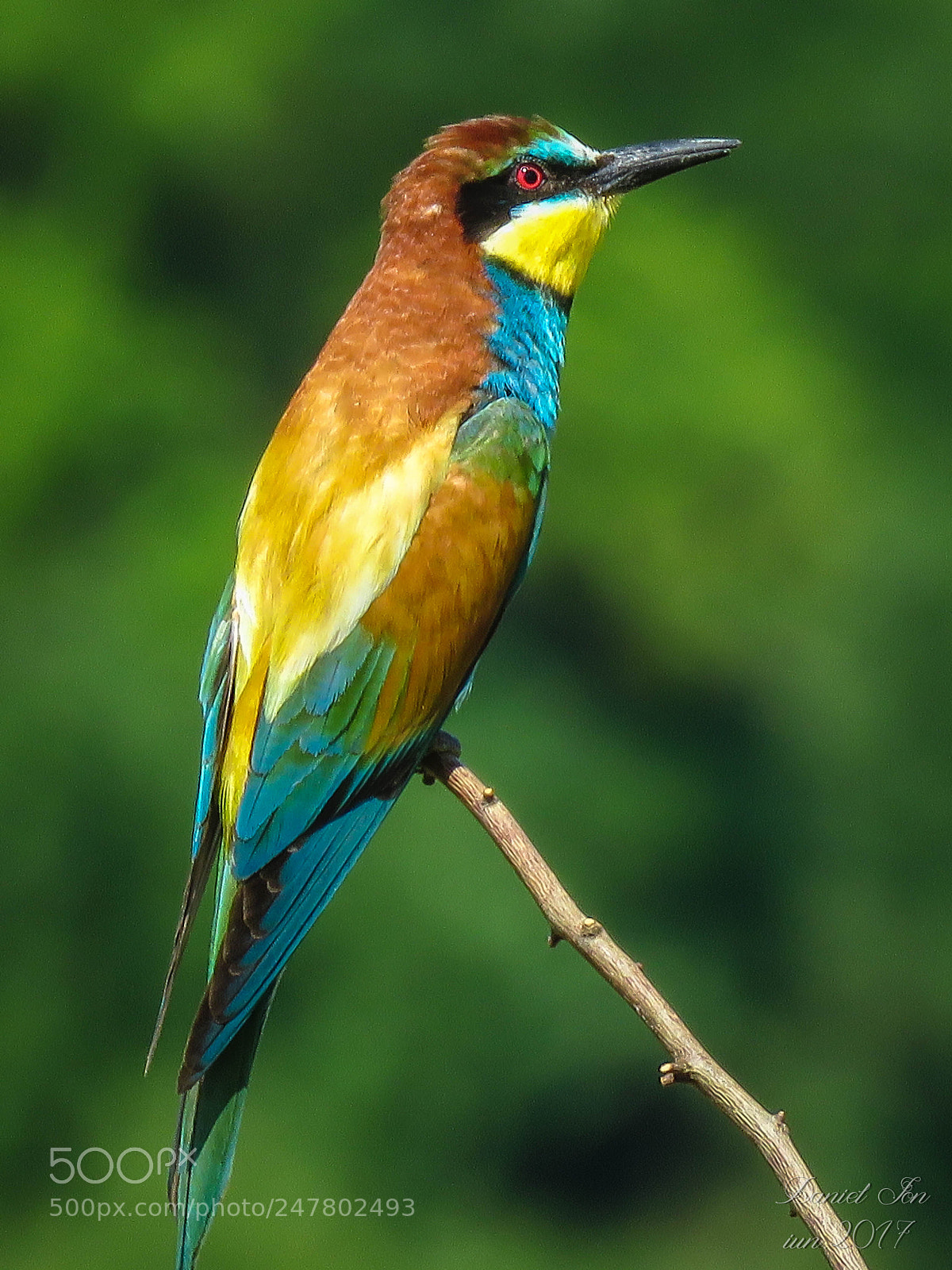 Canon PowerShot SX60 HS sample photo. Prigoria merops apiaster ordinul photography