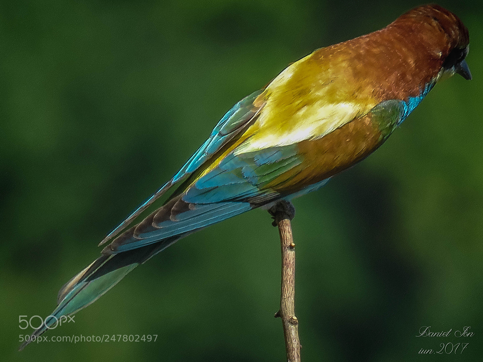 Canon PowerShot SX60 HS sample photo. Prigoria merops apiaster ordinul photography