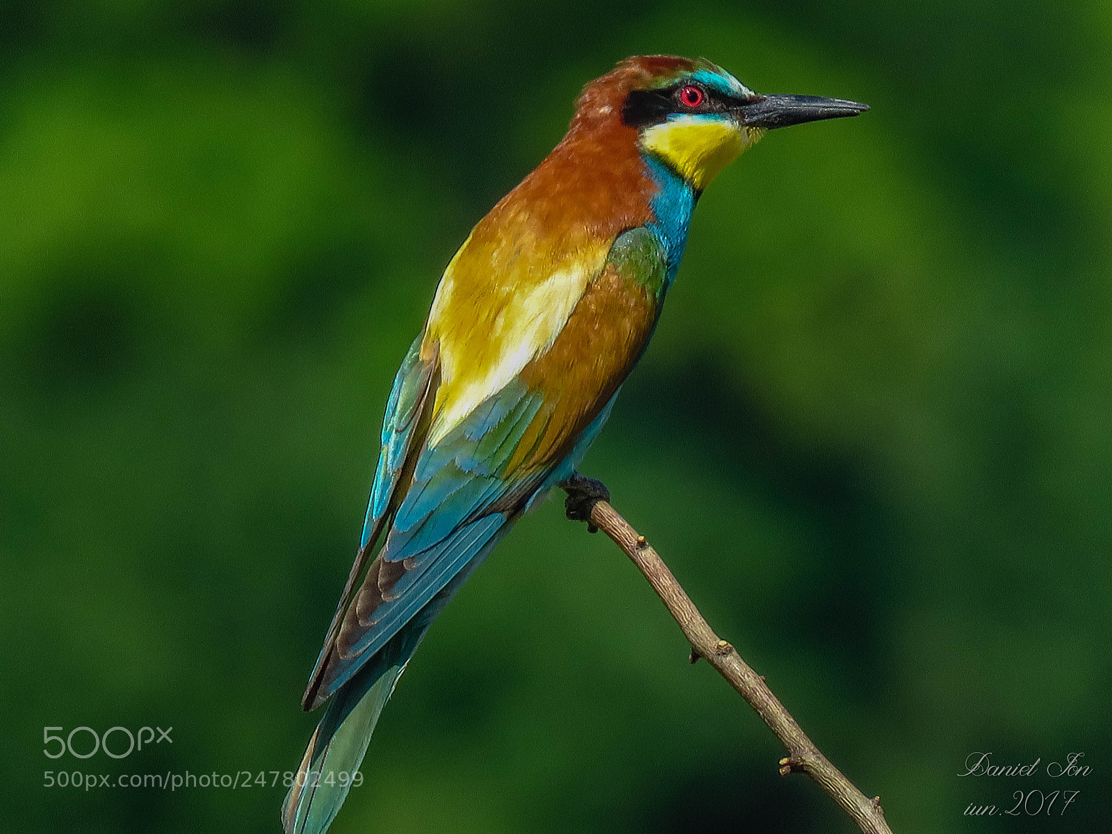 Canon PowerShot SX60 HS sample photo. Prigoria merops apiaster ordinul photography