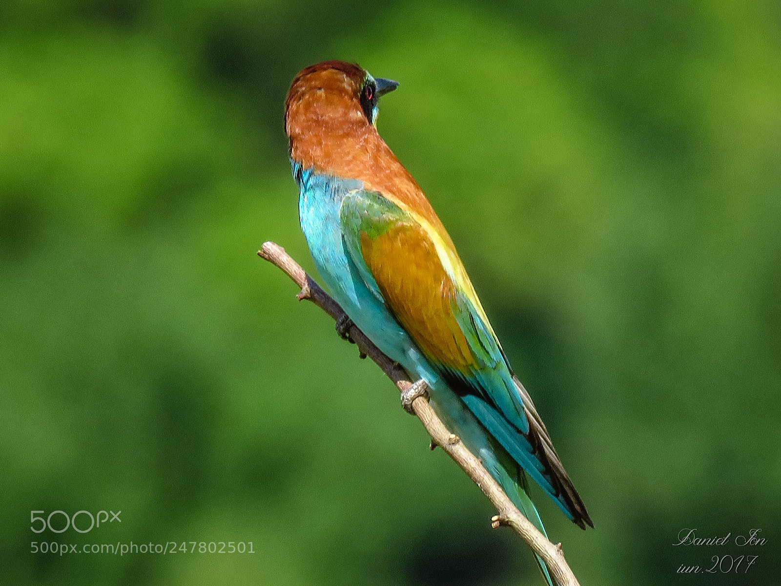 Canon PowerShot SX60 HS sample photo. Prigoria merops apiaster ordinul photography