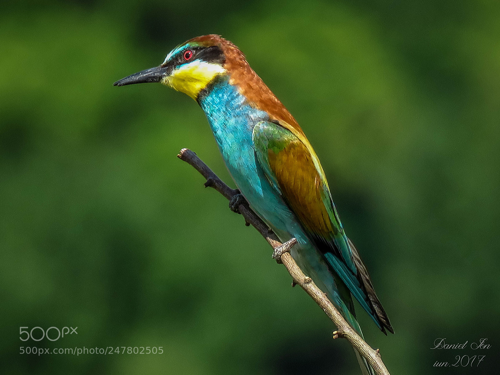 Canon PowerShot SX60 HS sample photo. Prigoria merops apiaster ordinul photography